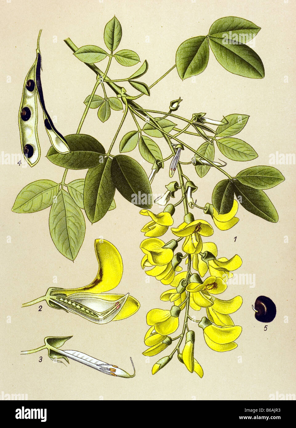 Laburnum anagyroides poisonous plants illustrations Stock Photo