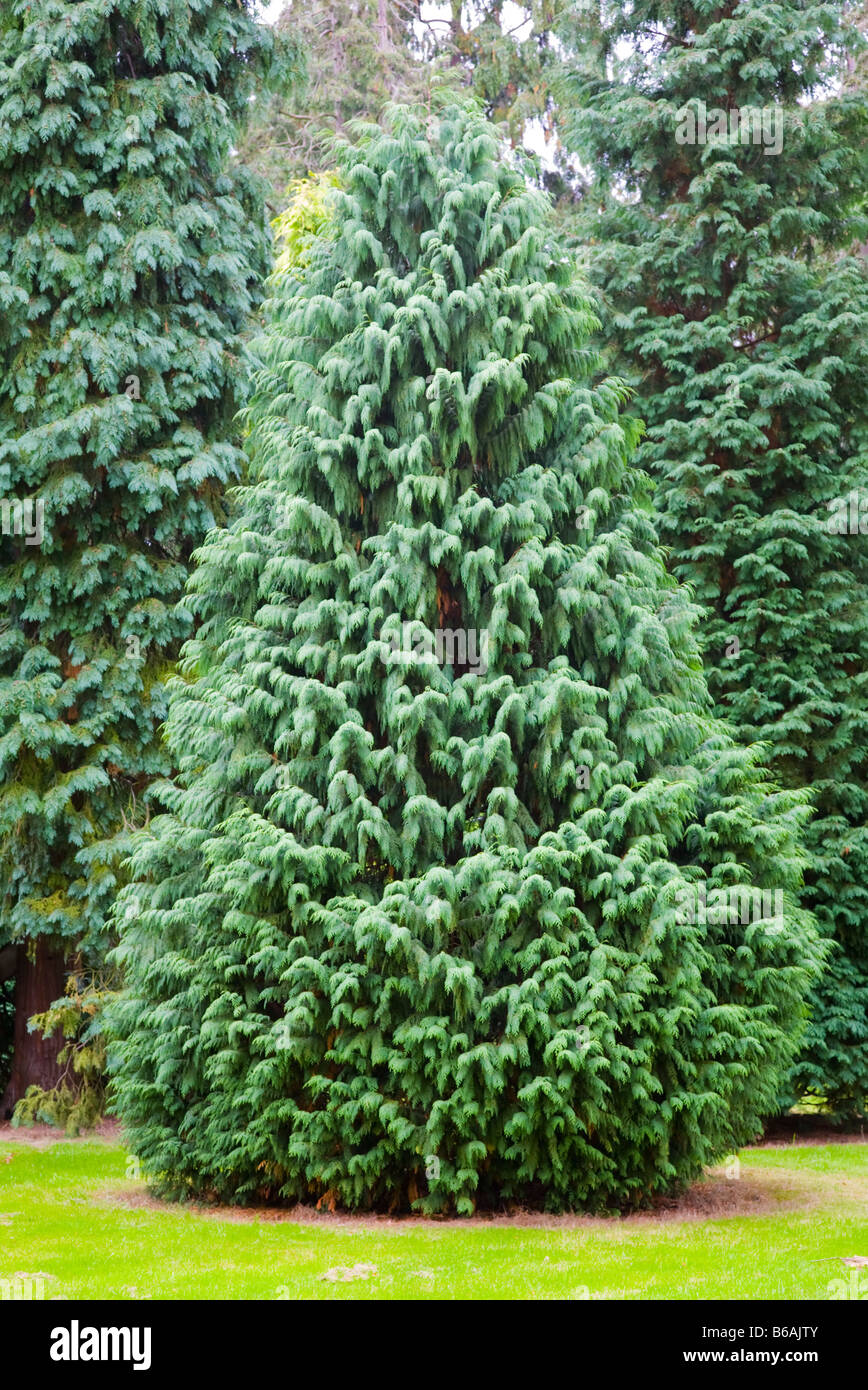 Chamaecyparis Nootkatensis 'Compacta' Cypress Tree Stock Photo