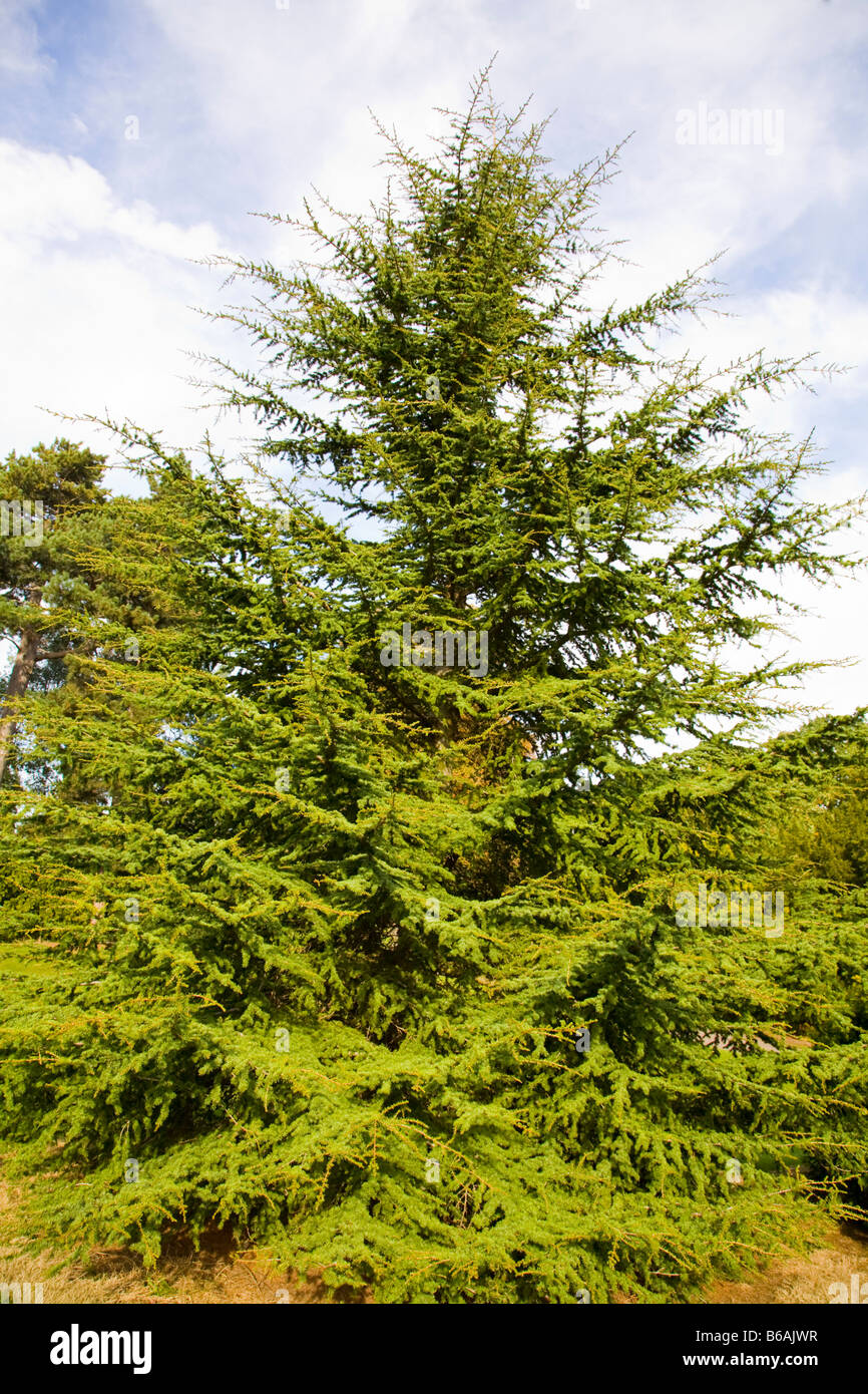 Cyprus Cedar Cedrus Brevifolia Stock Photo