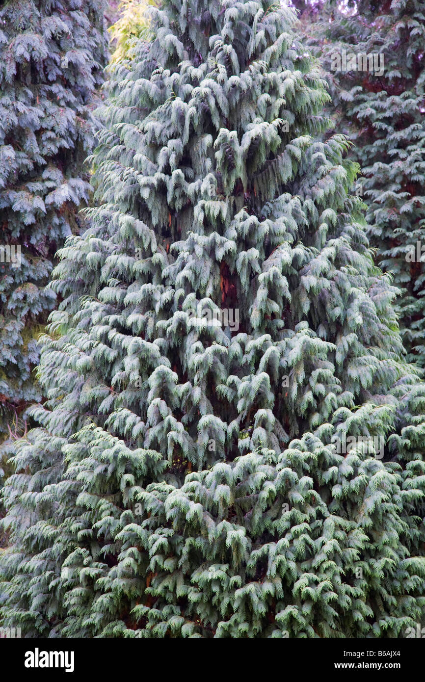 Chamaecyparis Nootkatensis 'Compacta' Cypress Tree Stock Photo