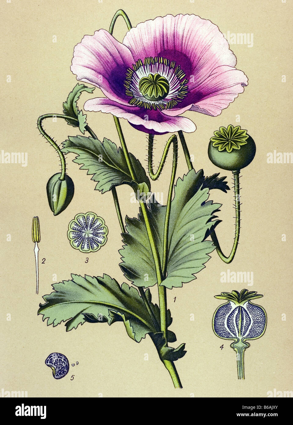 Opium poppy, Papaver somniferum poisonous plants illustrations Stock Photo