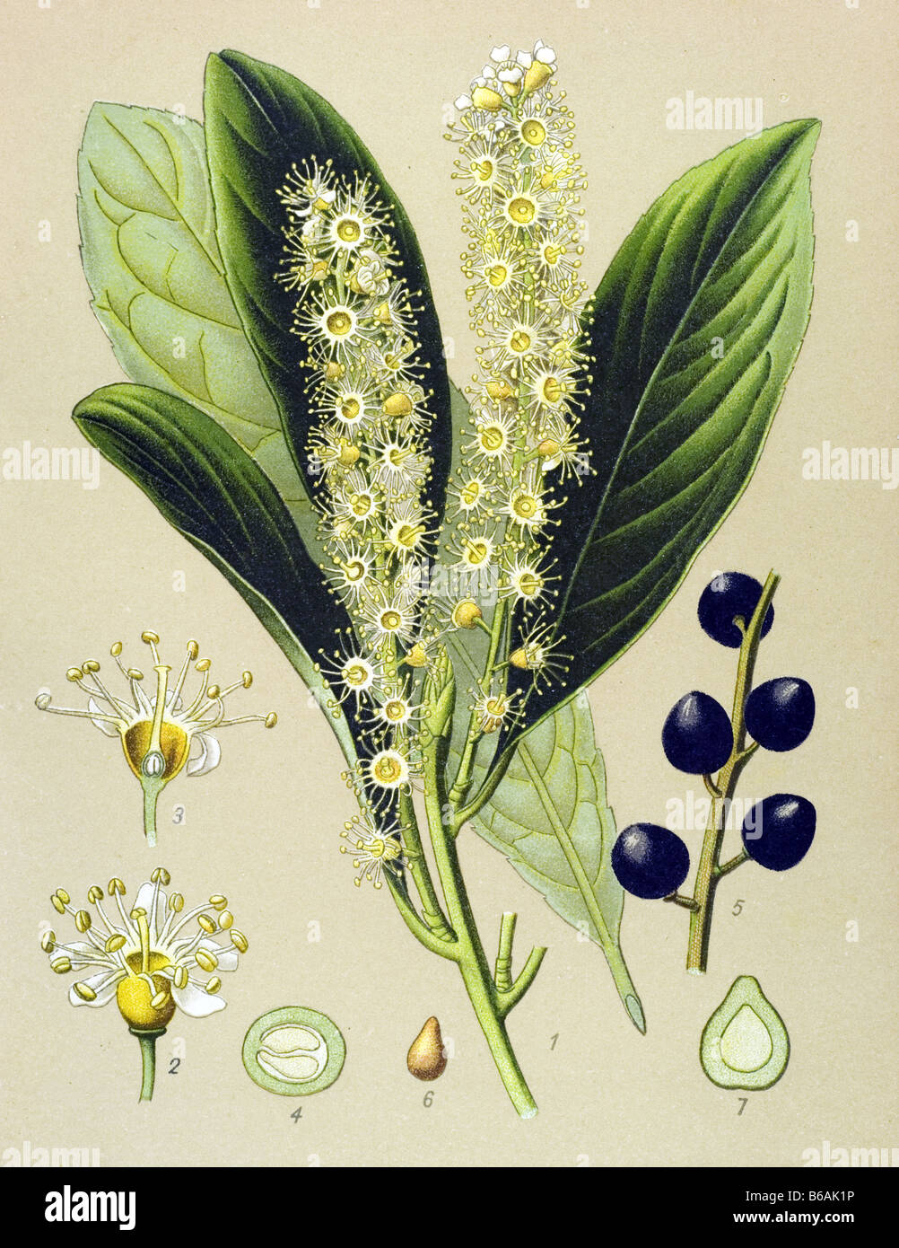 Cherry laurel, Prunus laurocerasus poisonous plants illustrations Stock Photo