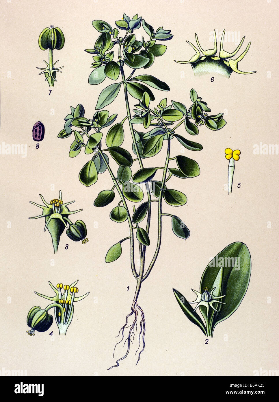 Green Spurge, Euphorbia Esula, poisonous plants illustrations Stock Photo