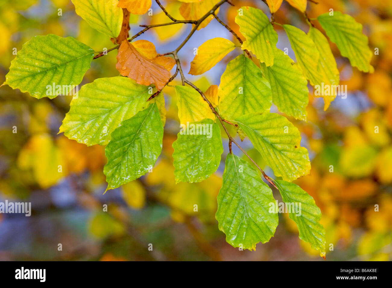 Beech leaves in autumn, England, UK Stock Photo