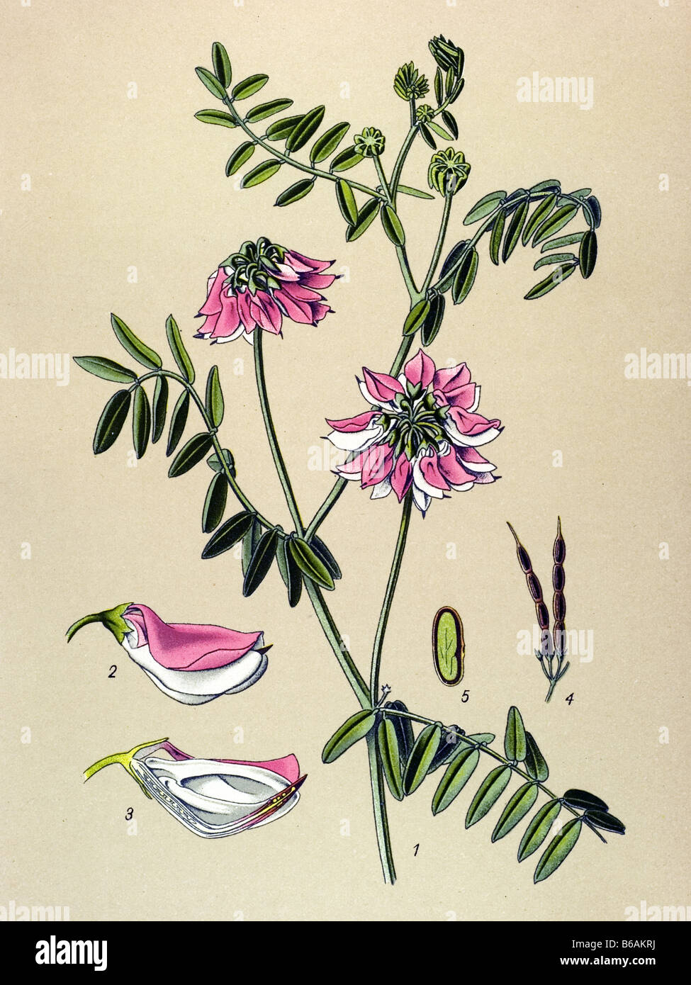 Purple Crown, Securigera varia, poisonous plants illustrations Stock Photo