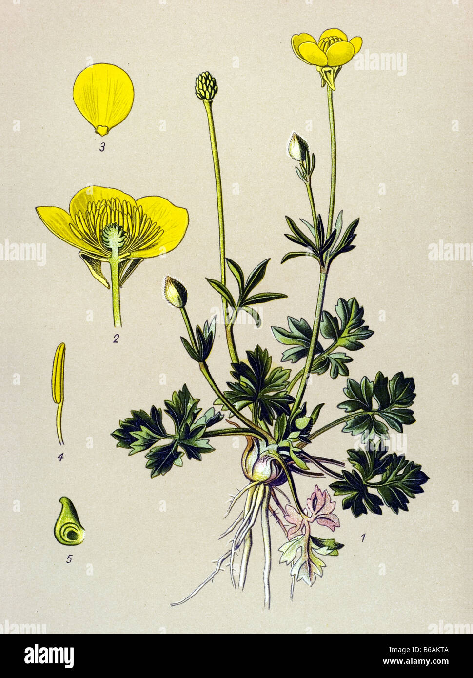 St Anthony's turnip, Ranunculus bulbosus poisonous plants illustrations Stock Photo