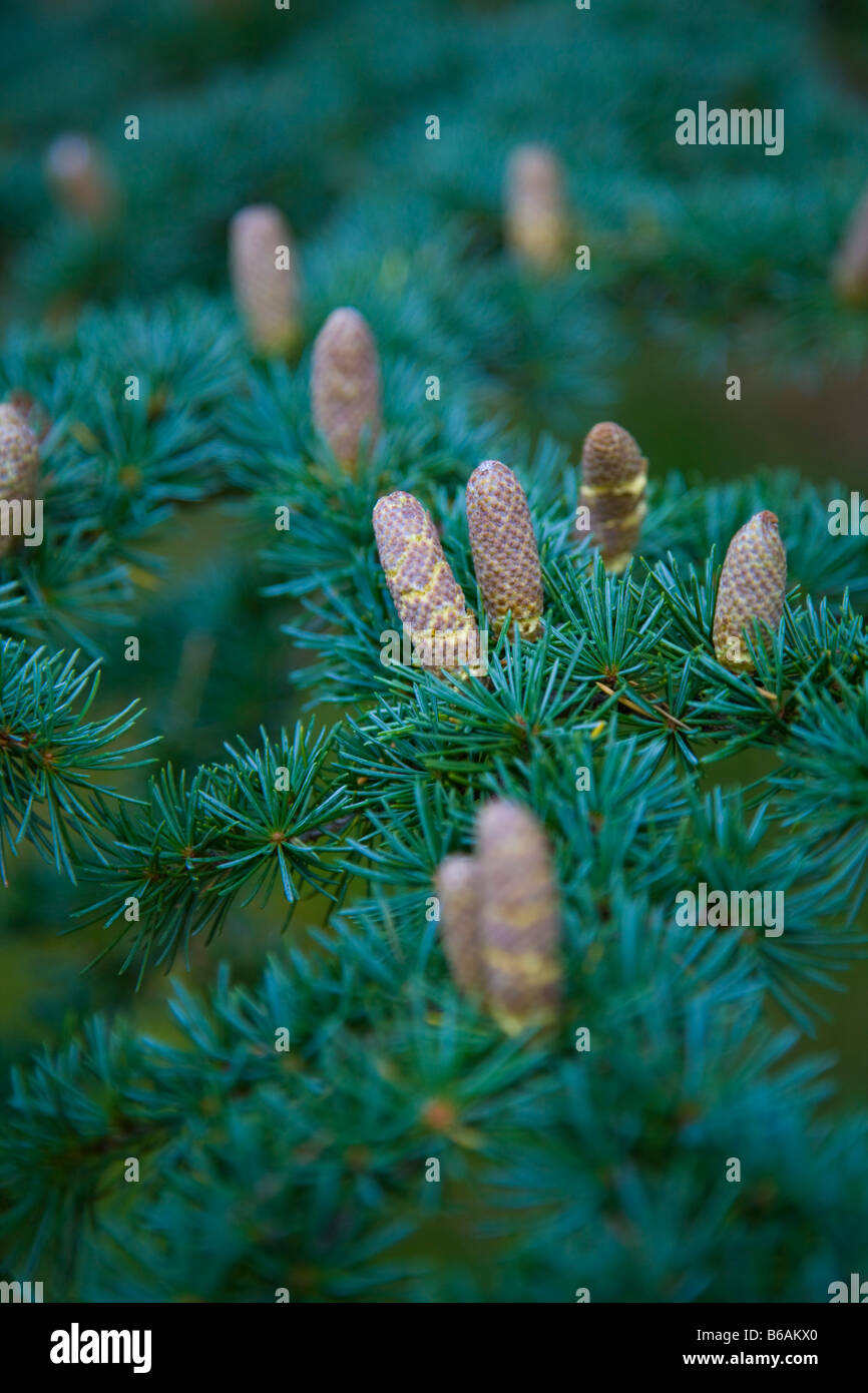 Cyprus Cedar cones 'Cedrus Brevifolia' Stock Photo