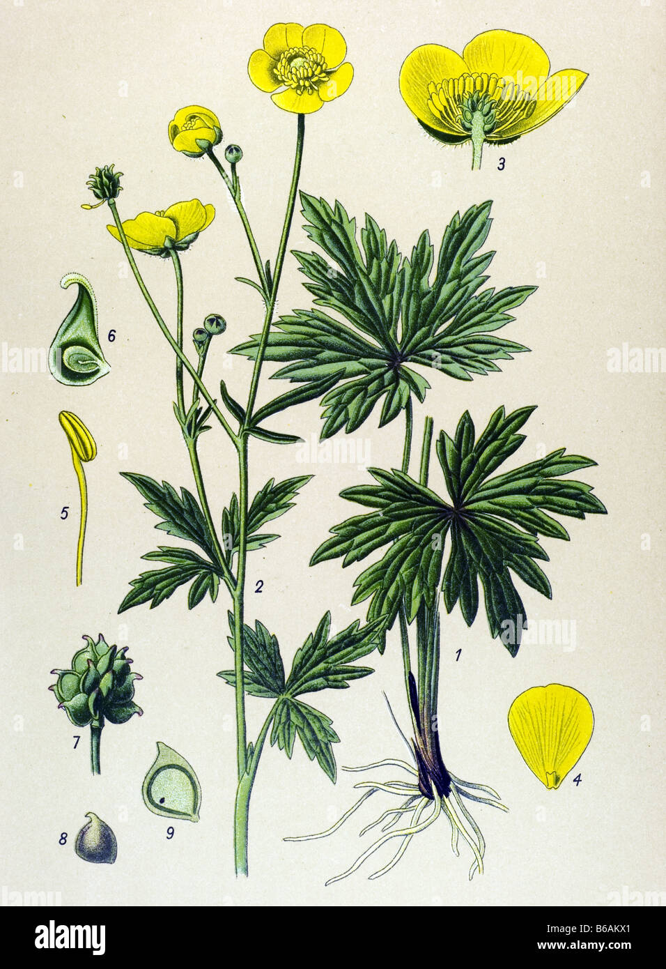 Meadow buttercup, Ranunculus acris poisonous plants illustrations Stock Photo