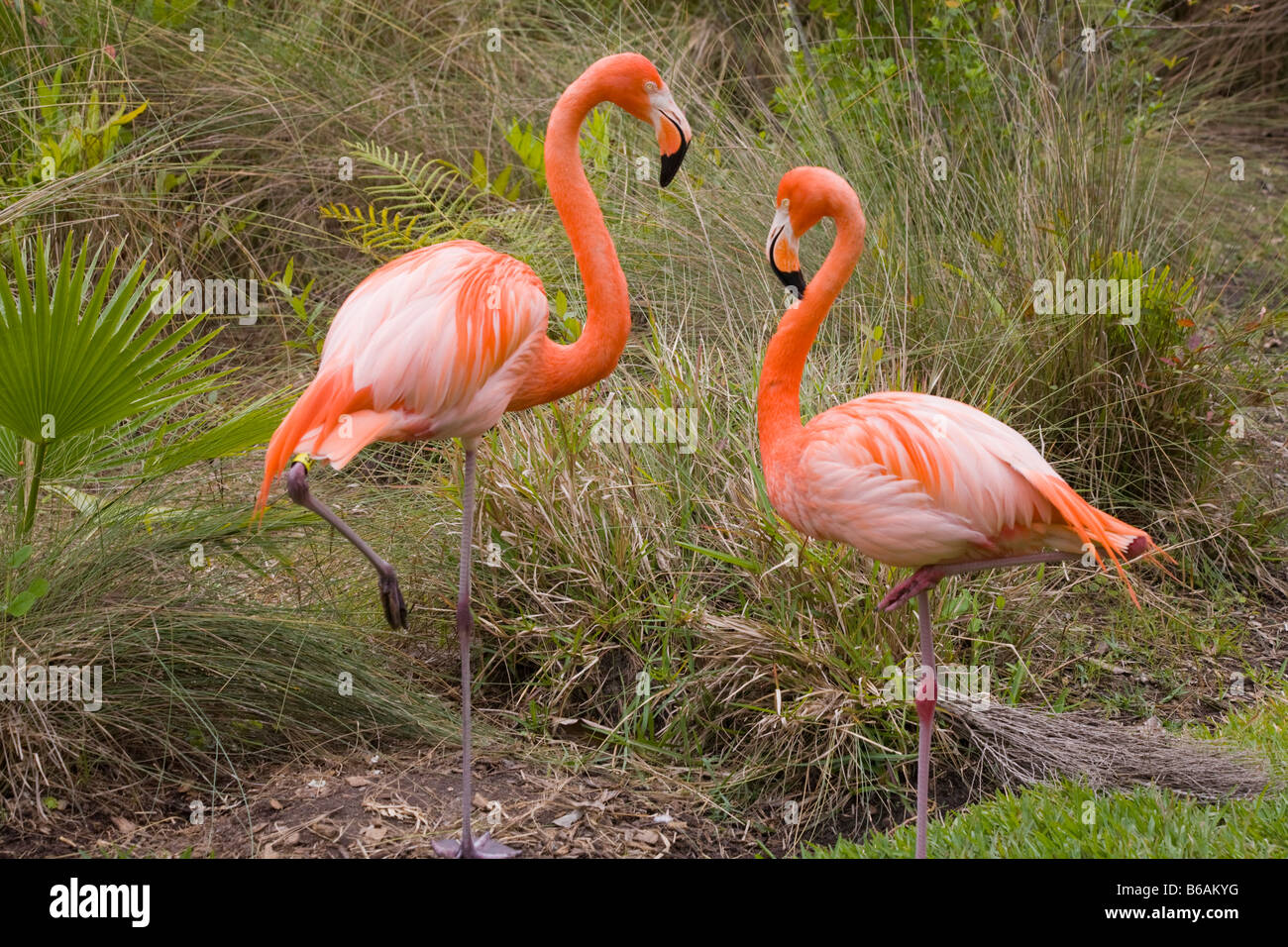 A Pair Of Pink Flamingos In The Sarasota Jungle Gardens In