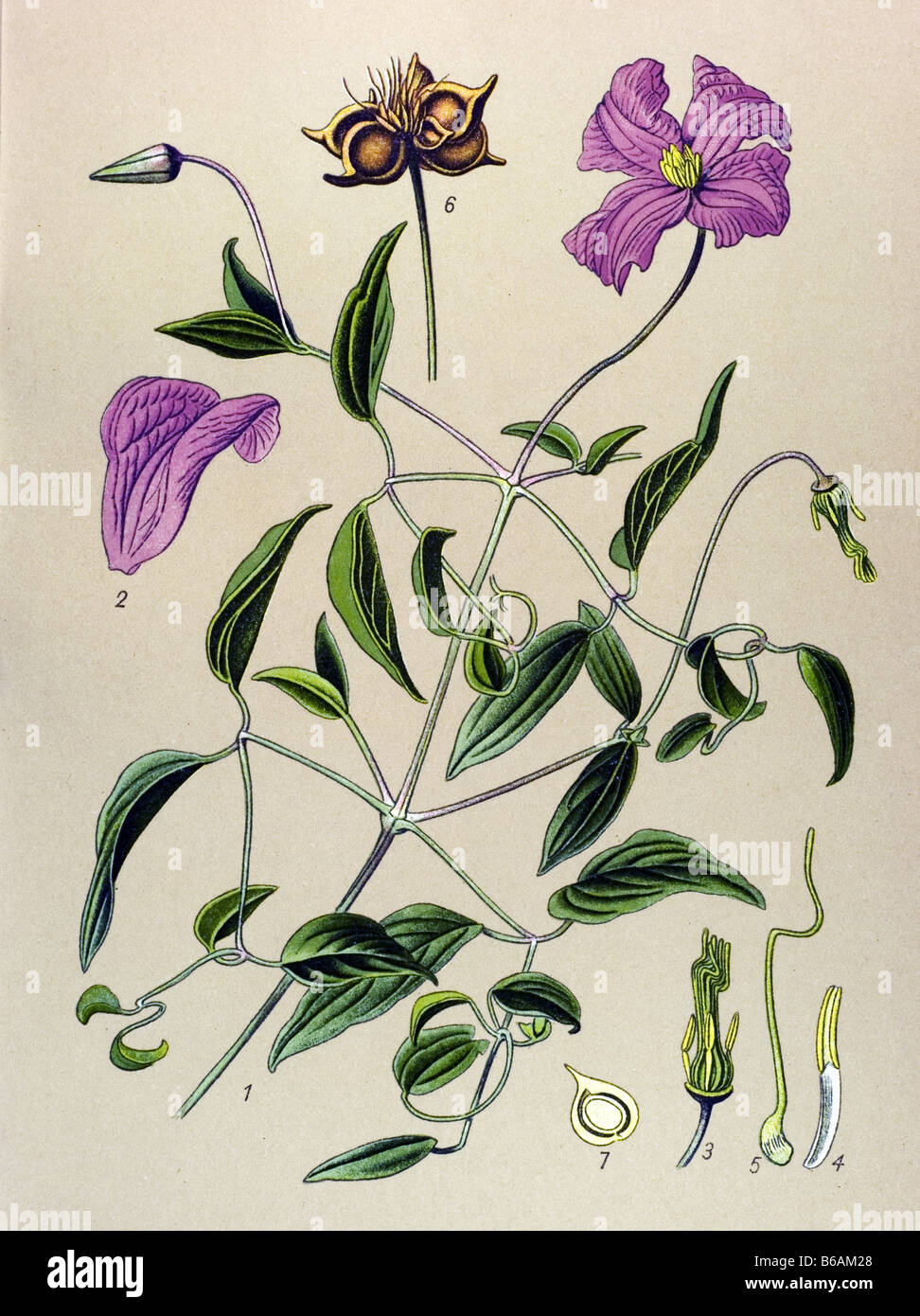 Italian Clematis, Clematis viticella poisonous plants illustrations Stock Photo