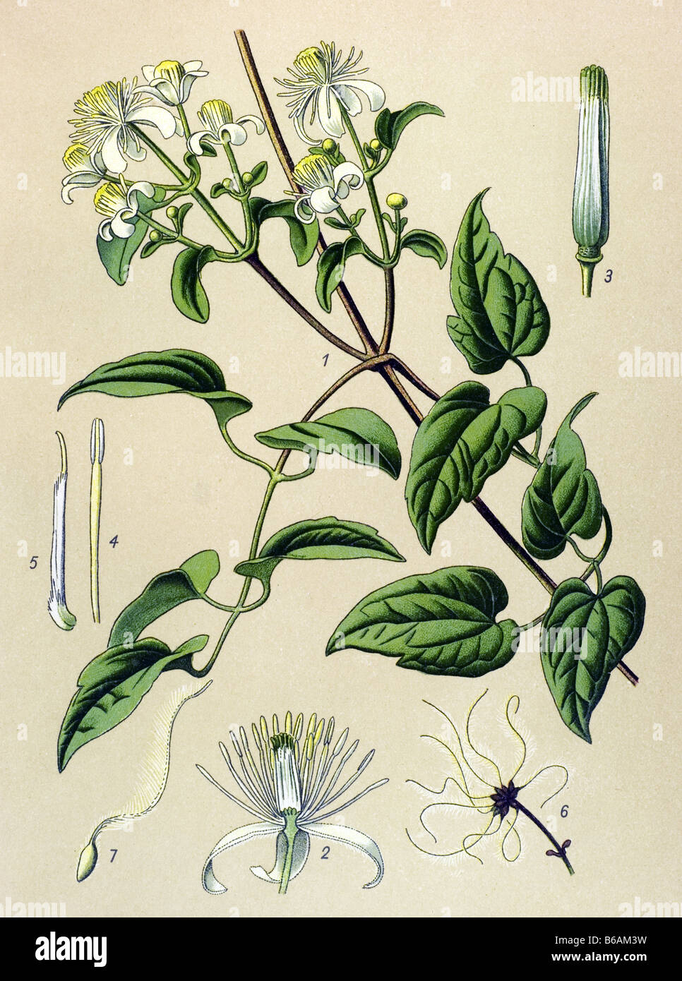 Old man's beard, Clematis vitalba, poisonous plants illustrations Stock