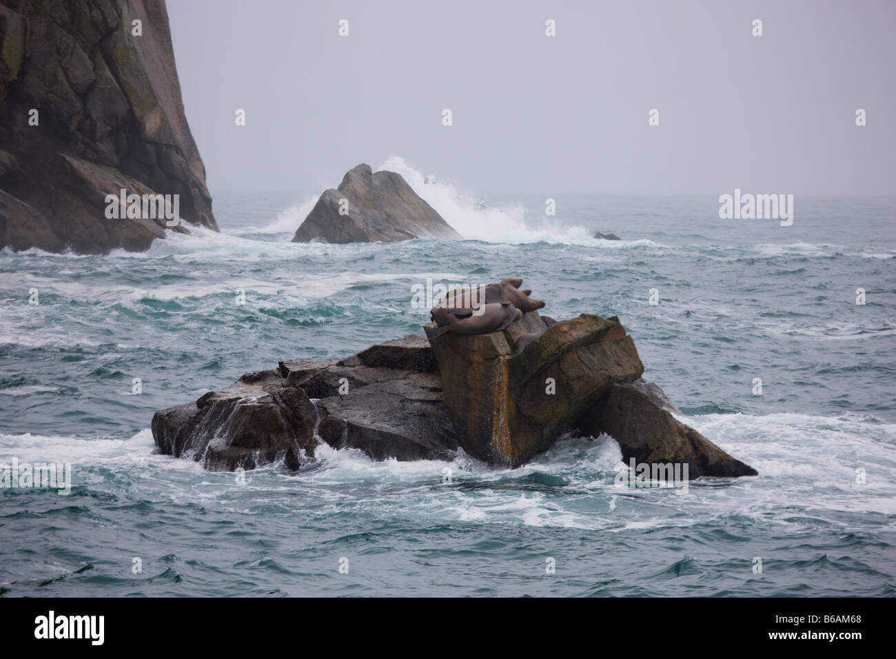 Steller Northern Sea Lions Kenai Fjords National Park Alaska Stock Photo