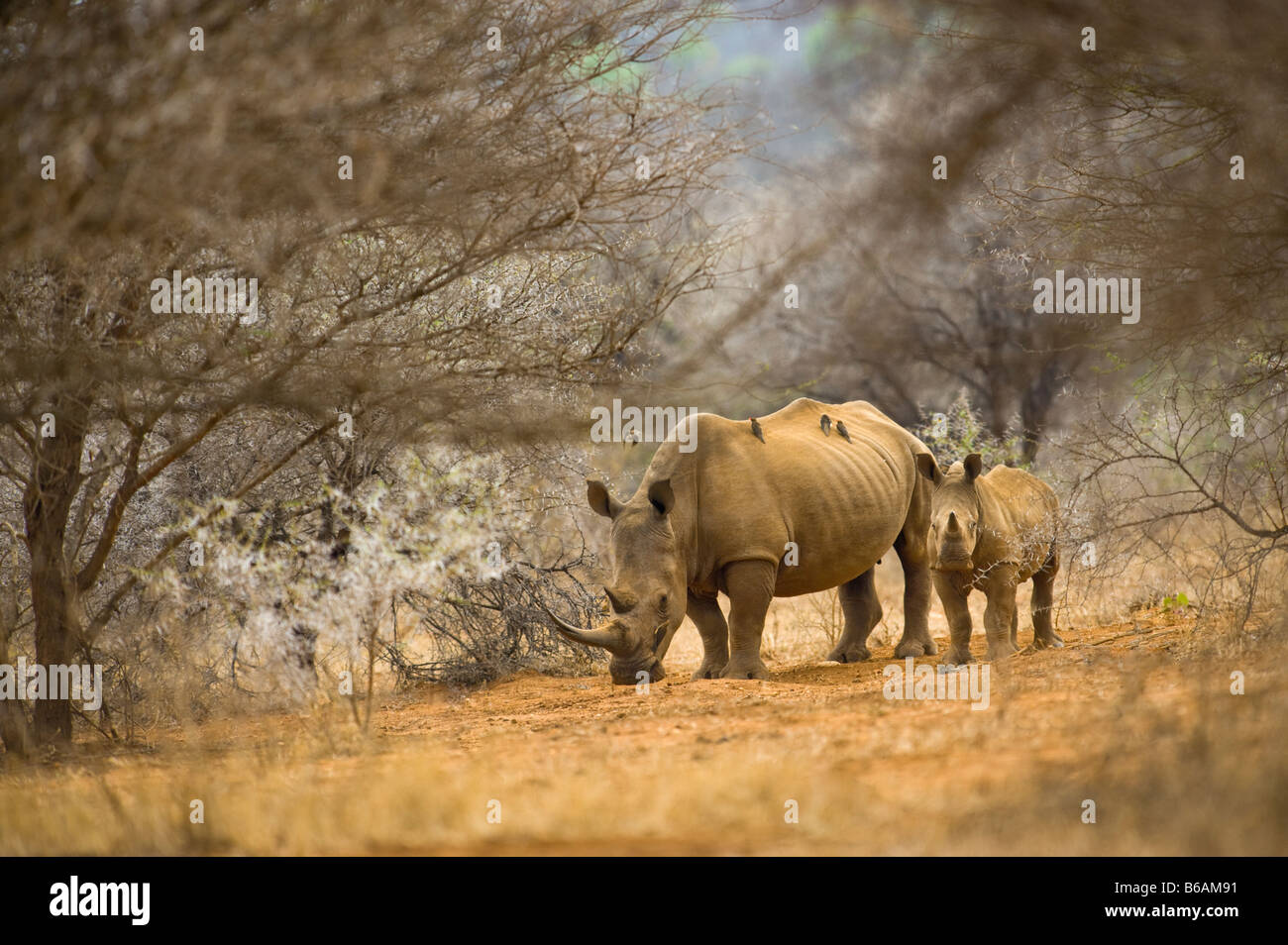 wild White Rhinoceros rhino CERATOTHERIUM simum  in acacia woodland south-africa wildlife wilderness mother and calf young young Stock Photo