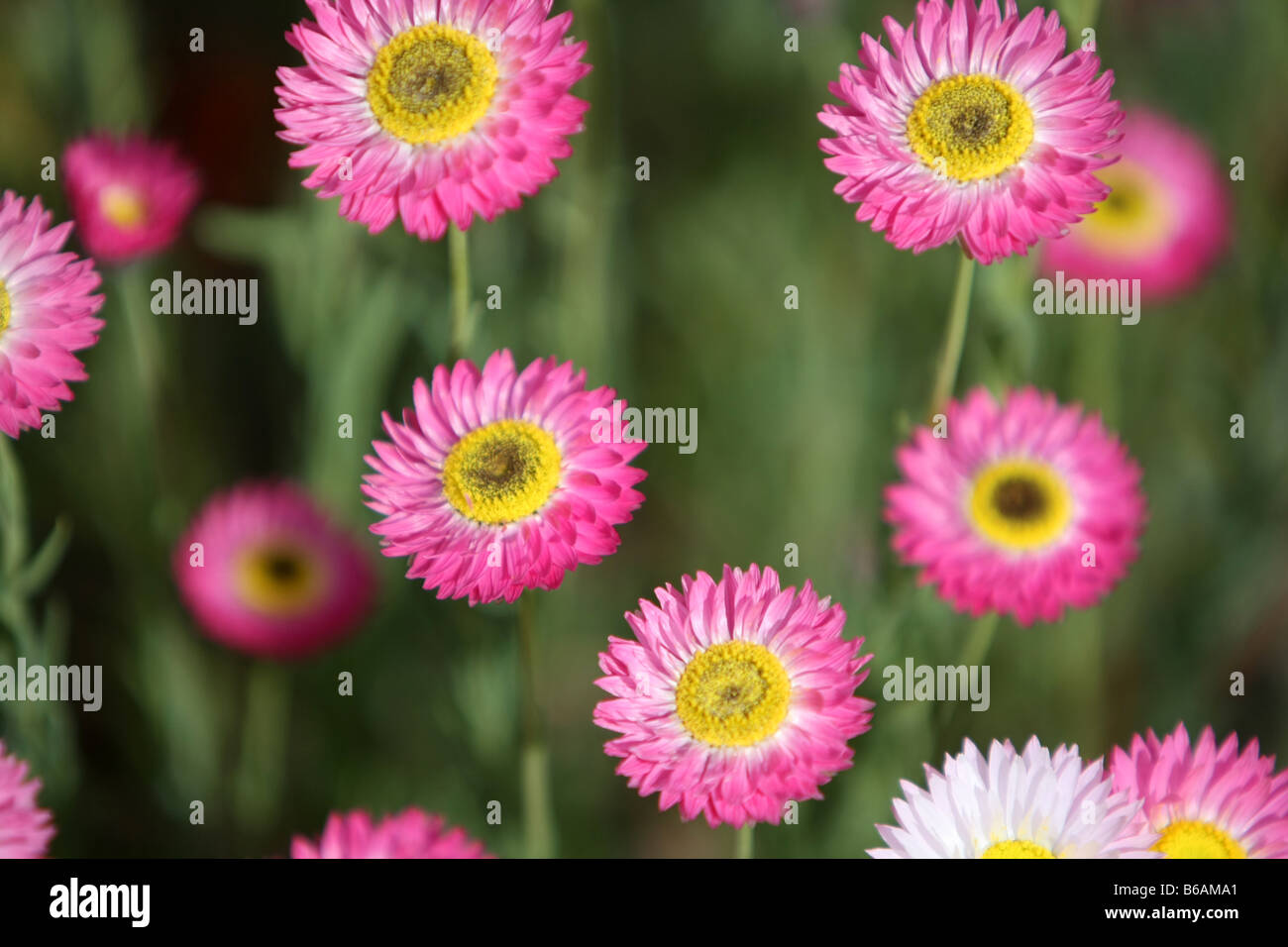 Cluster of pink flowers hi-res stock photography and images - Alamy