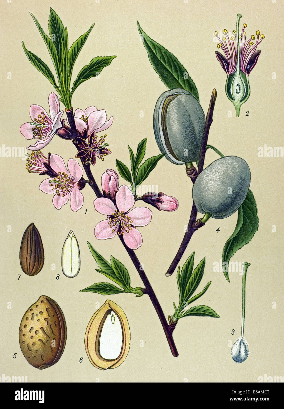 Botanical Illustration of the Almond