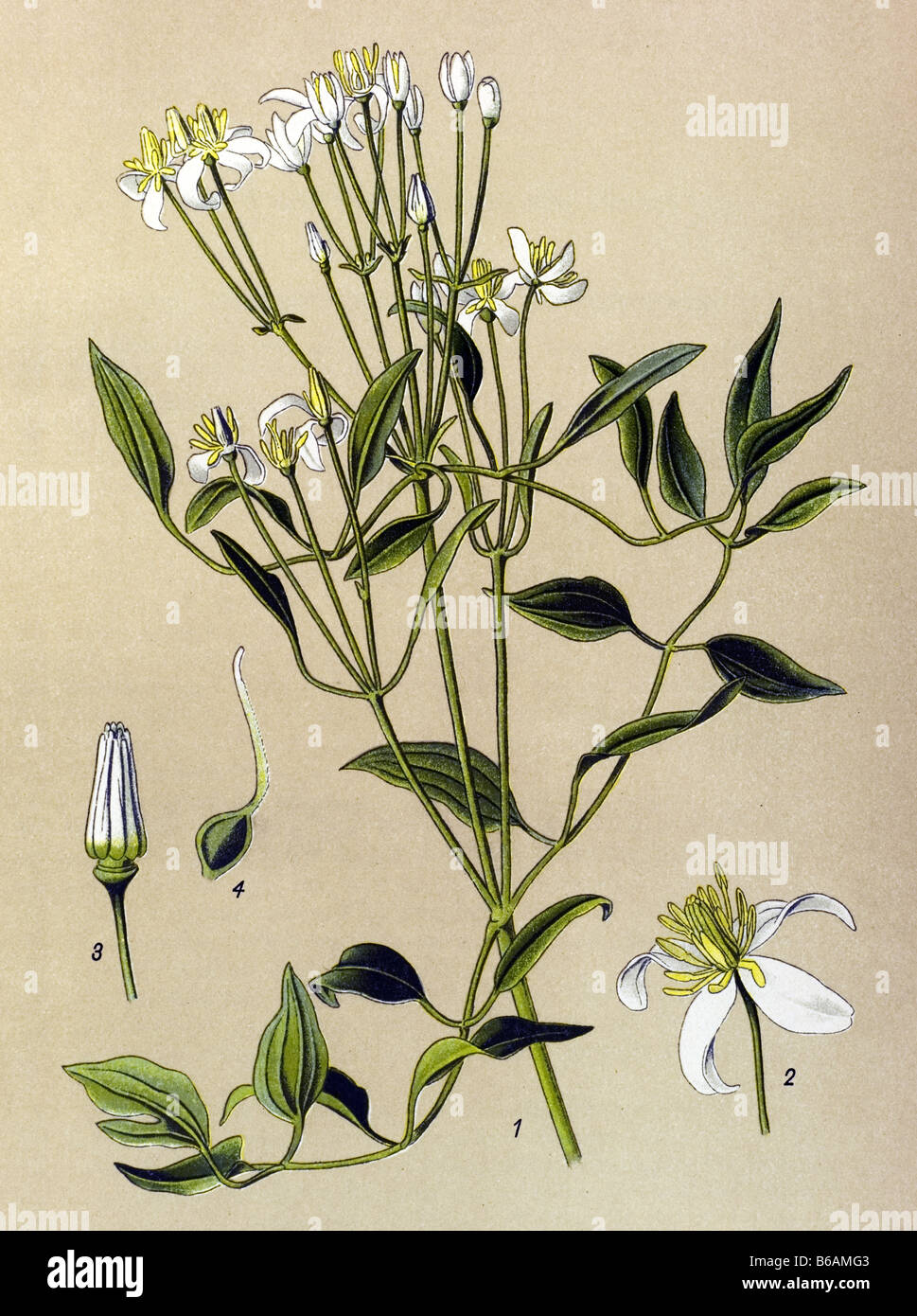Ground virginsbower, Clematis recta, poisonous plants illustrations Stock Photo