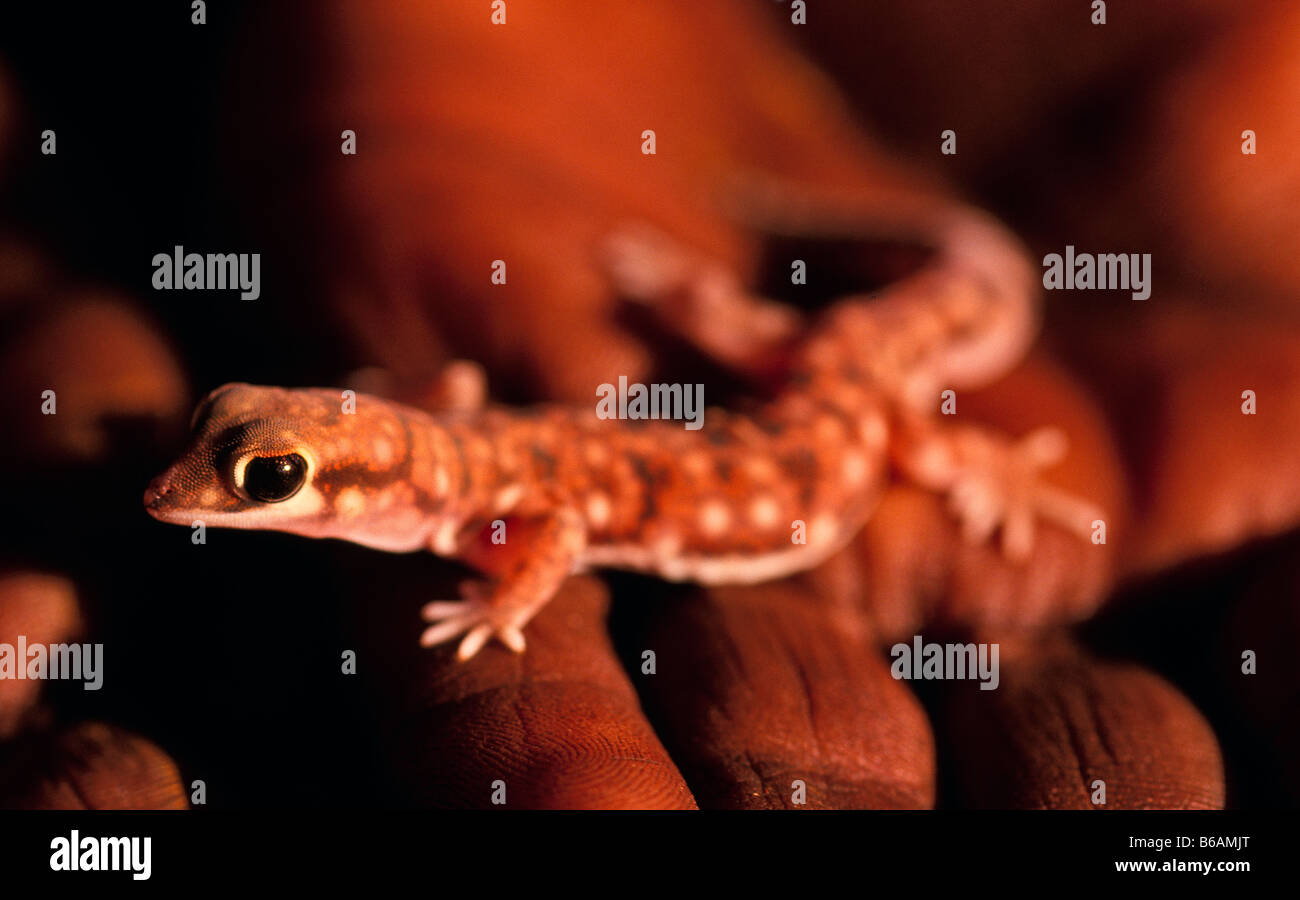 Gecko, Australia Stock Photo