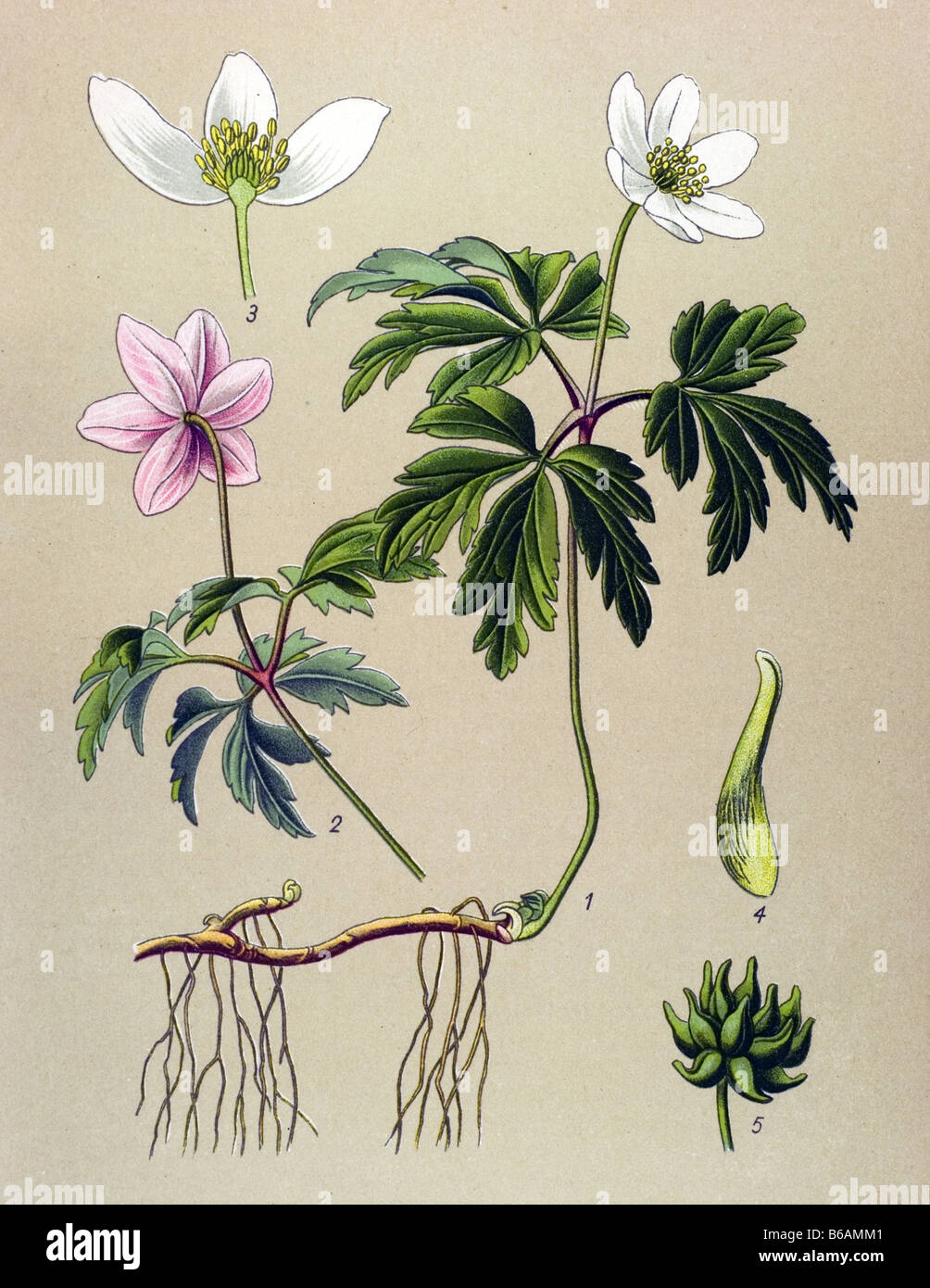 Thimbleweed , Anemone nemorosa poisonous plants illustrations Stock Photo