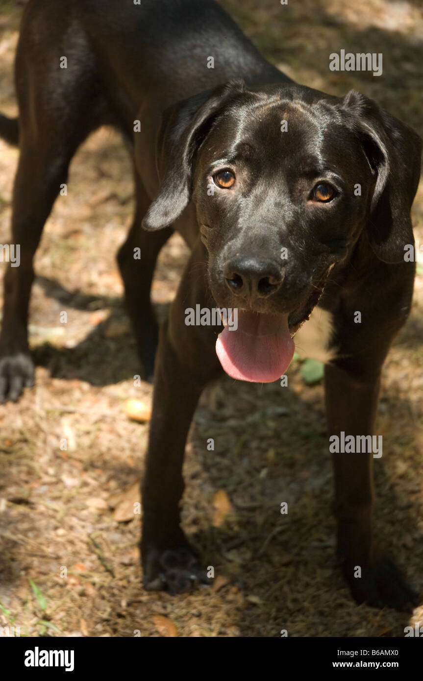 Mixed breed puppy dog Stock Photo