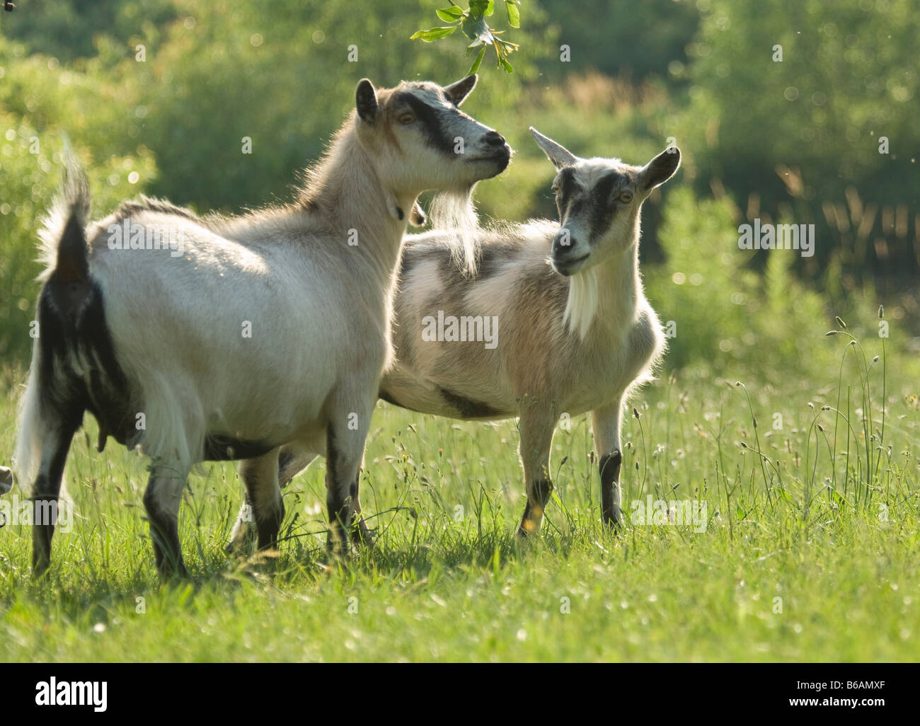 Alpine goat Stock Photo