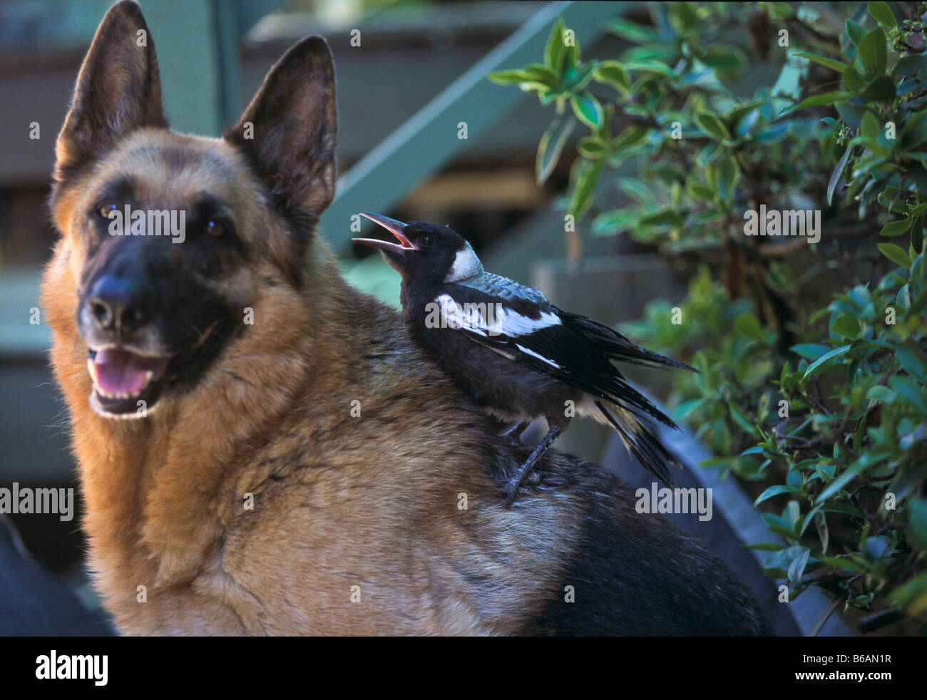Dog with orphaned Australian magpie Stock Photo