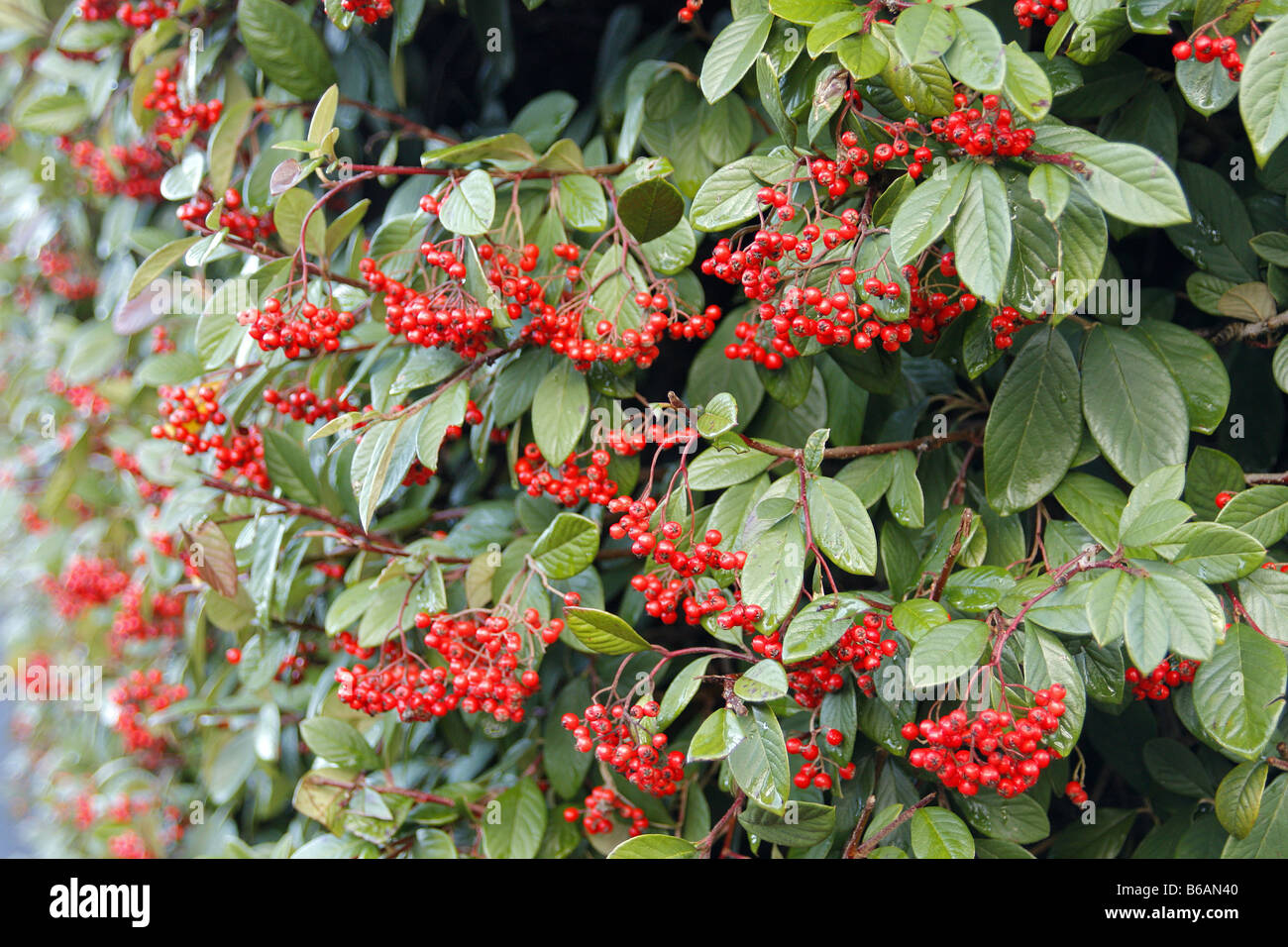 COTONEASTER LACTEUS USED AS A HEDGE Stock Photo