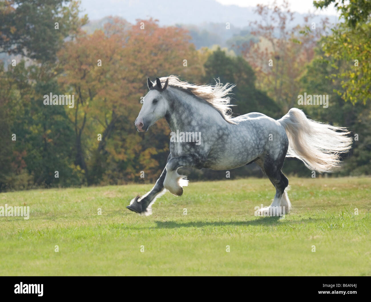 Drum Horse stallion Stock Photo