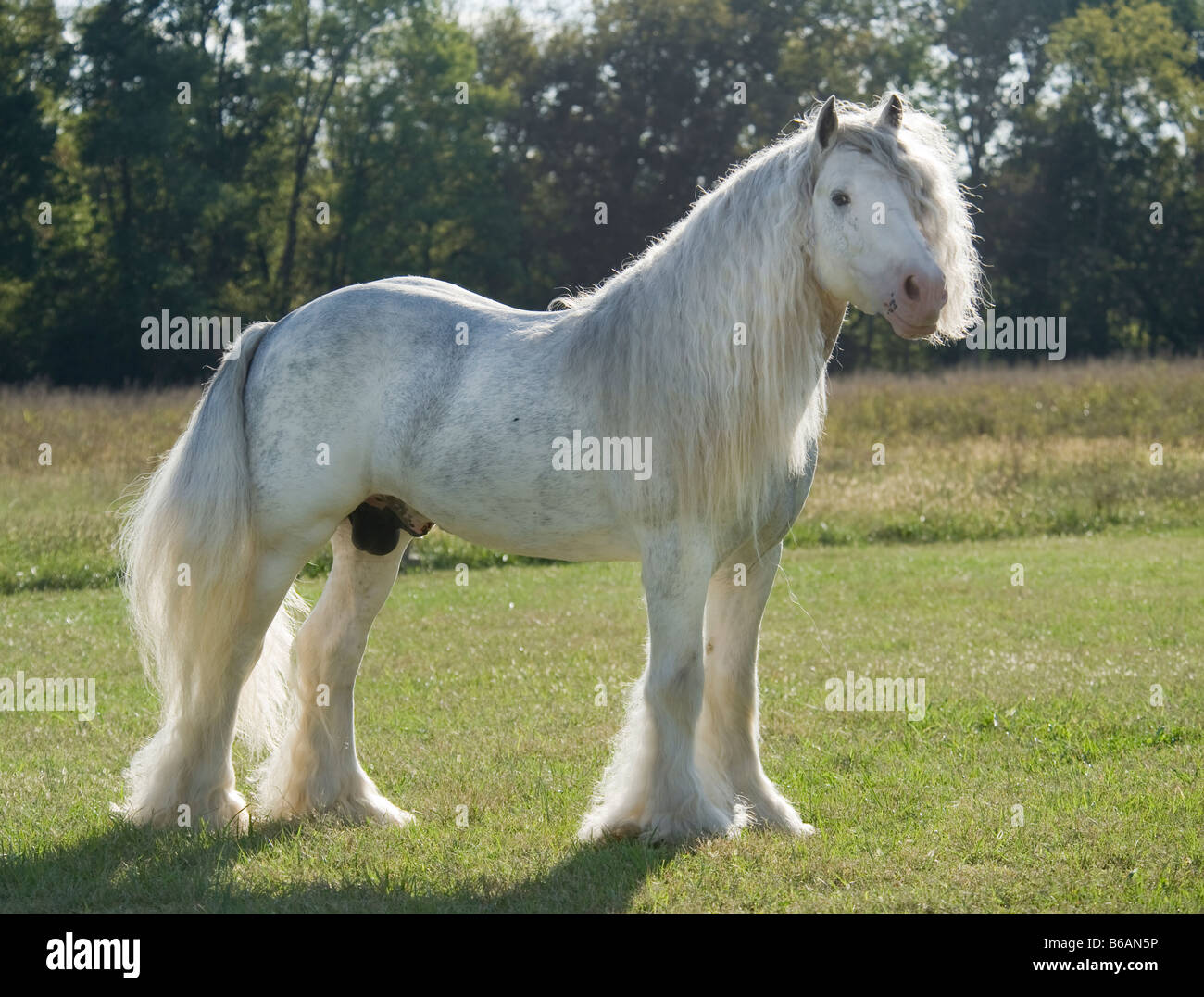 Gypsy Vanner Horse stallion Stock Photo