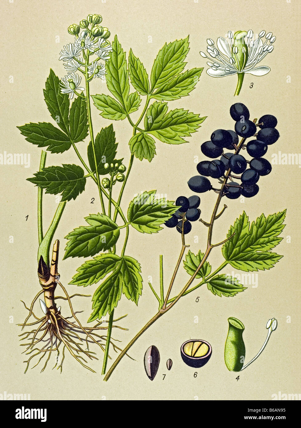 Baneberry, Actaea spicata poisonous plants illustrations Stock Photo