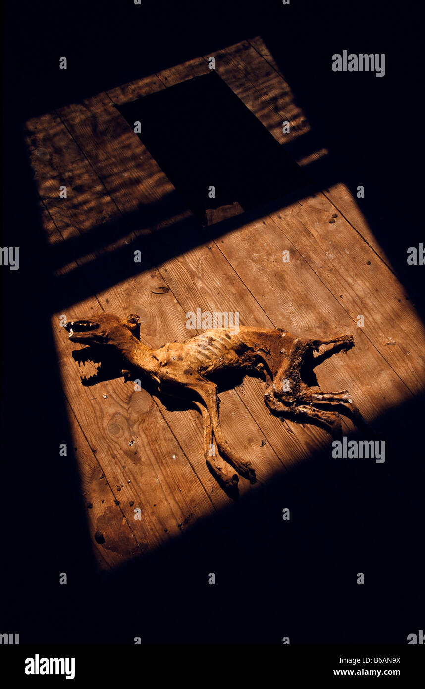 Fox carcass, outback Australia Stock Photo Alamy