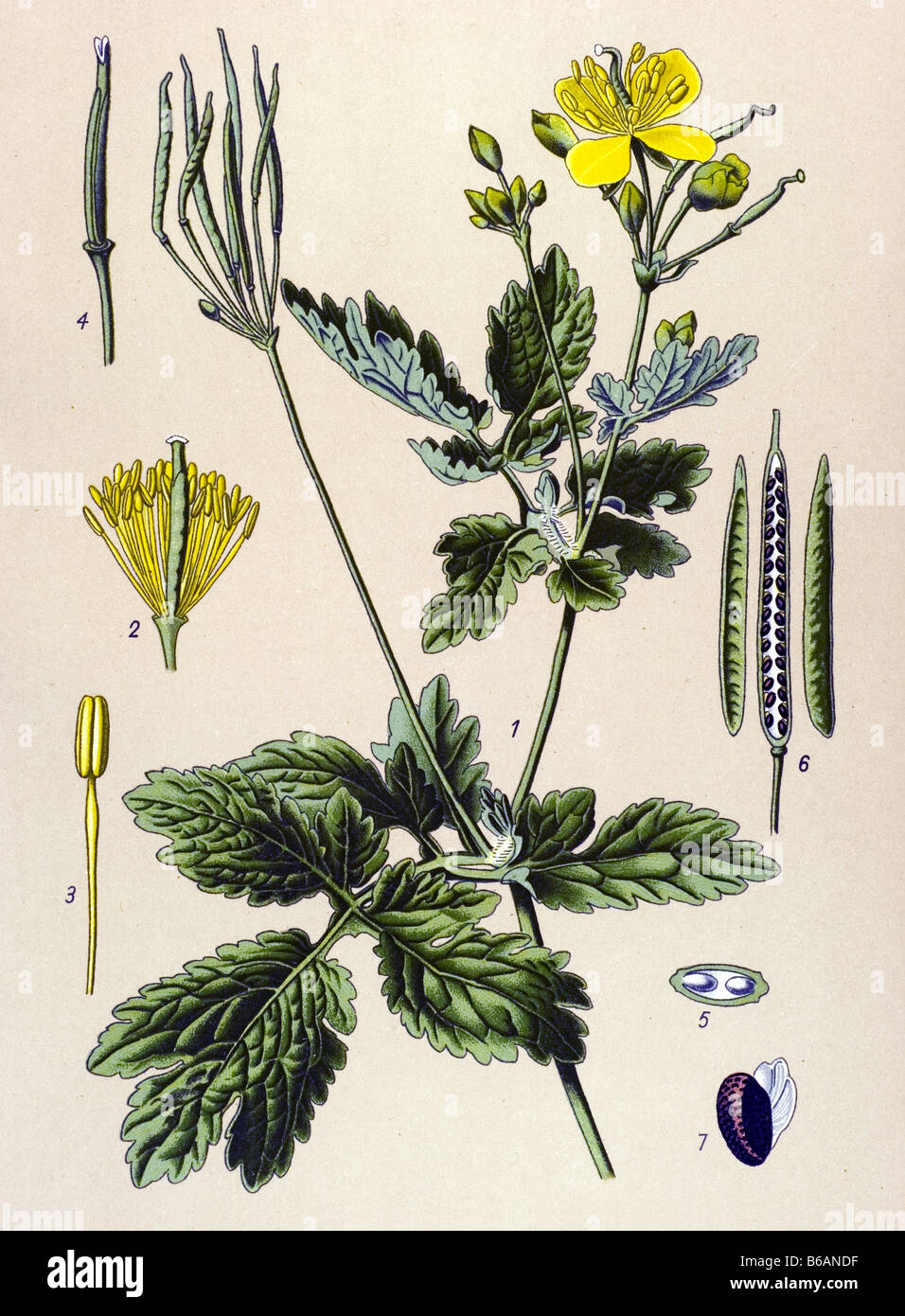 Tetterwort, Chelidonium majus poisonous plants illustrations Stock Photo