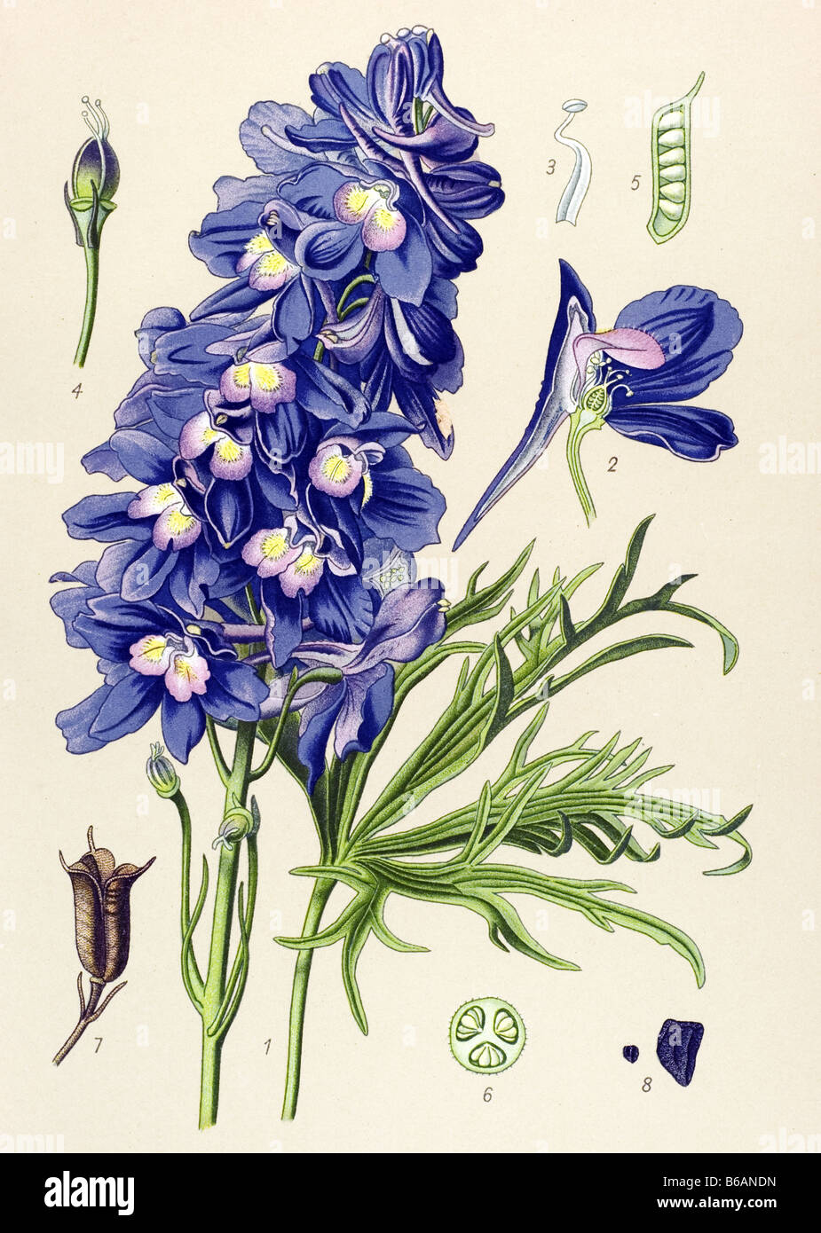 Larkspur, Delphinium grandiflorum, poisonous plants illustrations Stock Photo