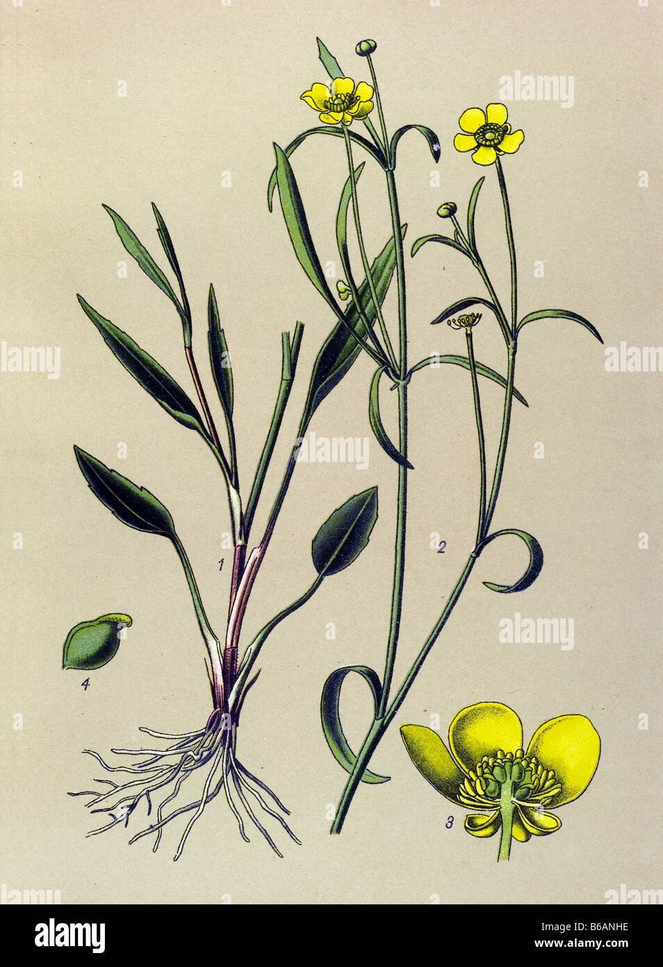 Ranunculus flammula poisonous plants illustrations Stock Photo