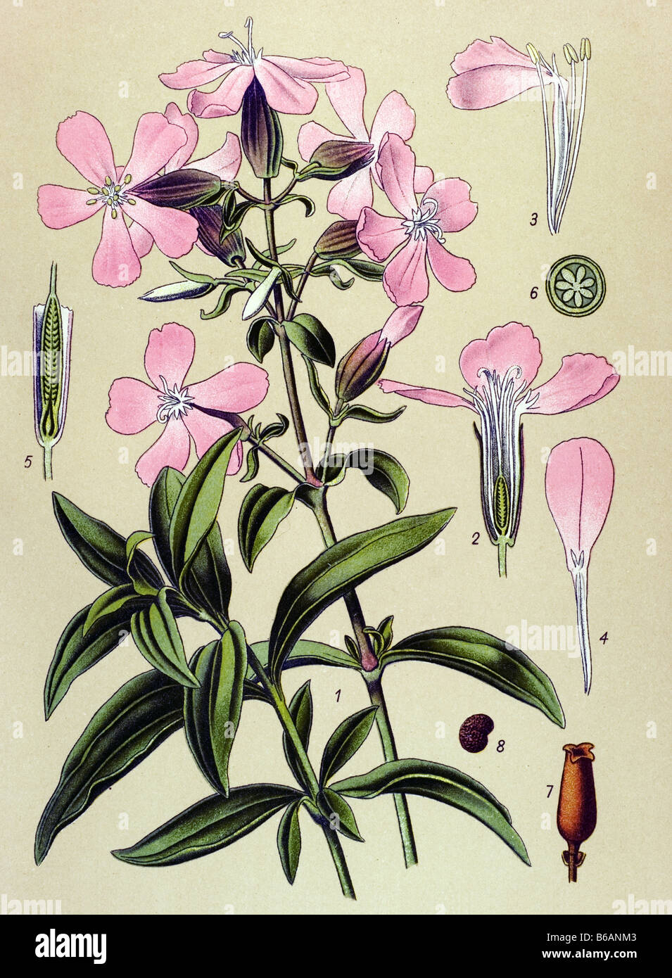 Common Soapwort, Saponaria officinalis, poisonous plants illustrations Stock Photo
