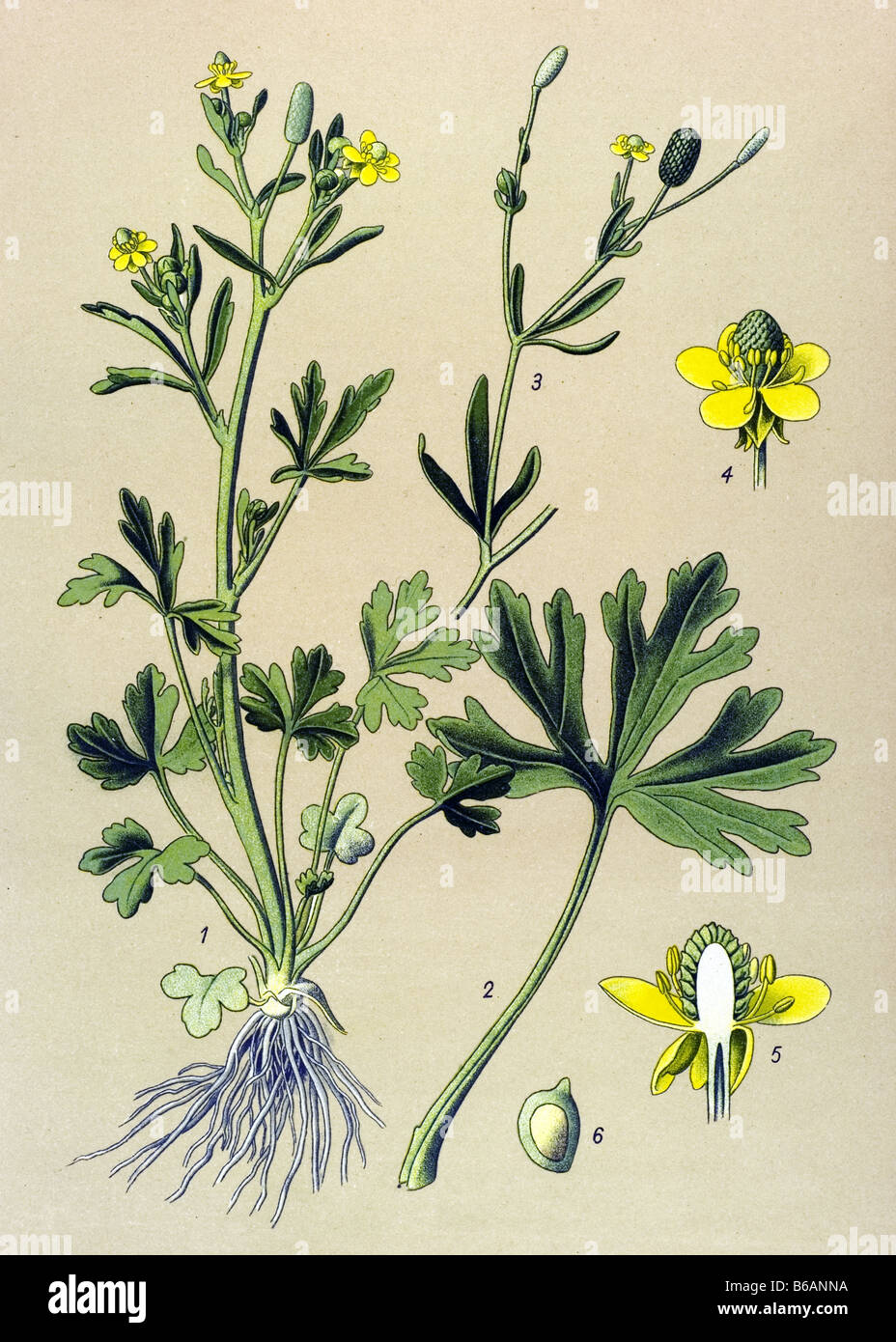 Celery-leaved Buttercup, Ranunculus sceleratus, poisonous plants illustrations Stock Photo