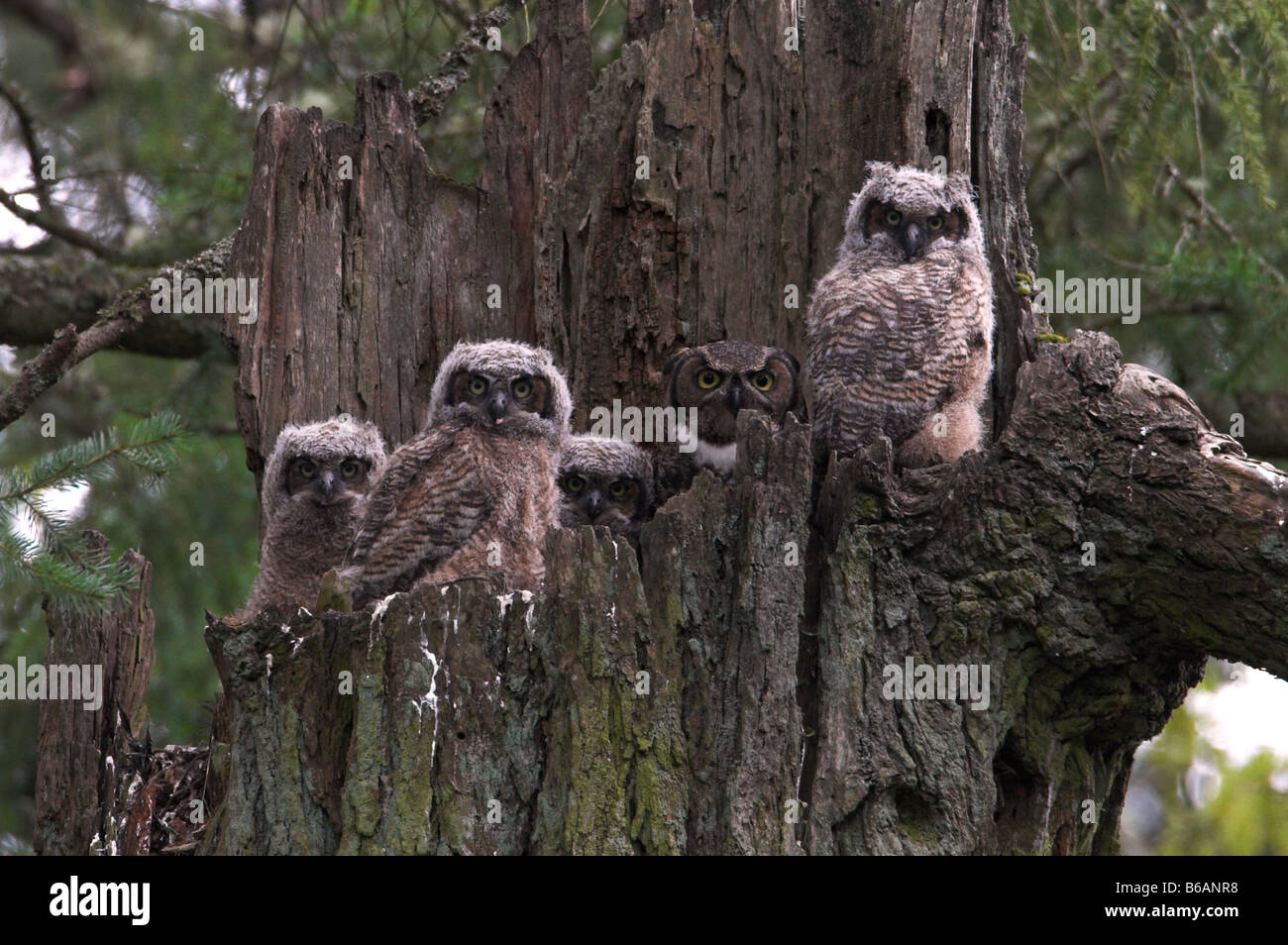 Great Horned Owlets Bubo virginianus, four with parent on nest at top of dead tree stump at Beaver Lake Park Victoria  BC Stock Photo