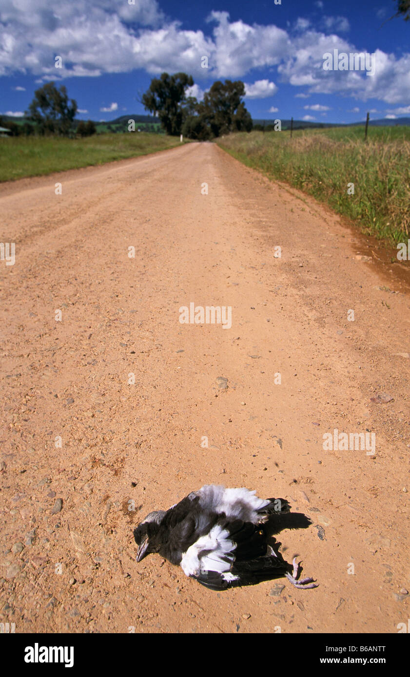 roadkill (magpie), Australia Stock Photo