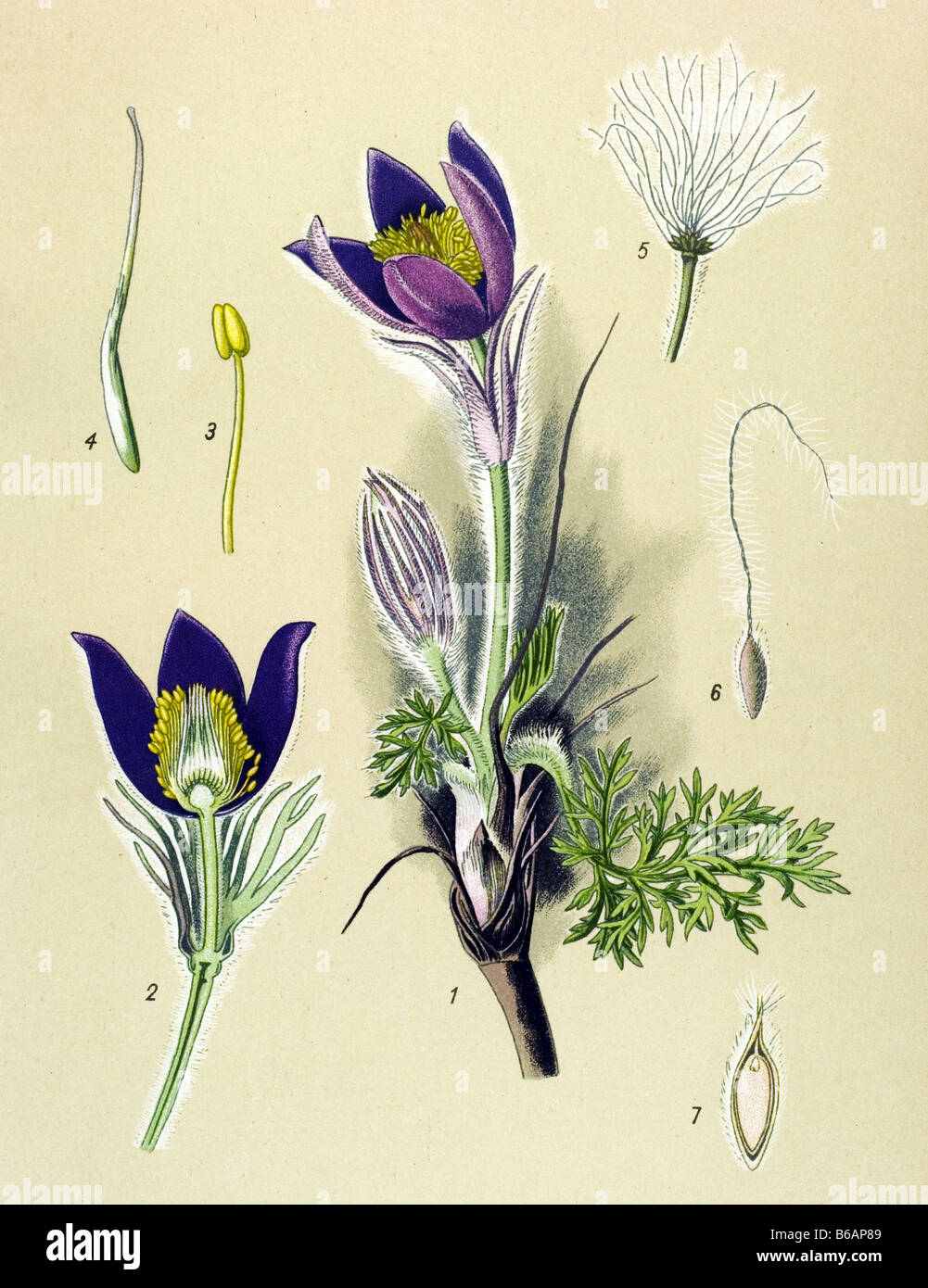 Pasque Flower, Pulsatilla vulgaris, poisonous plants illustrations Stock Photo