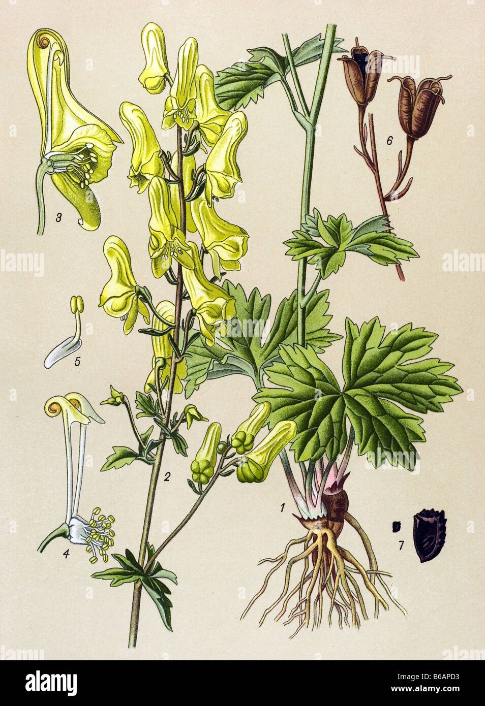 Northern Wolfsbane, Aconitum Lycoctonum, poisonous plants illustrations Stock Photo