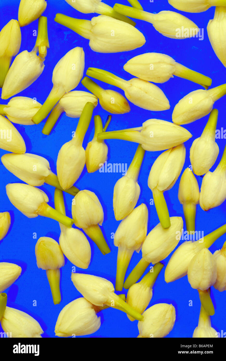 JASMINE BUDS Stock Photo Alamy