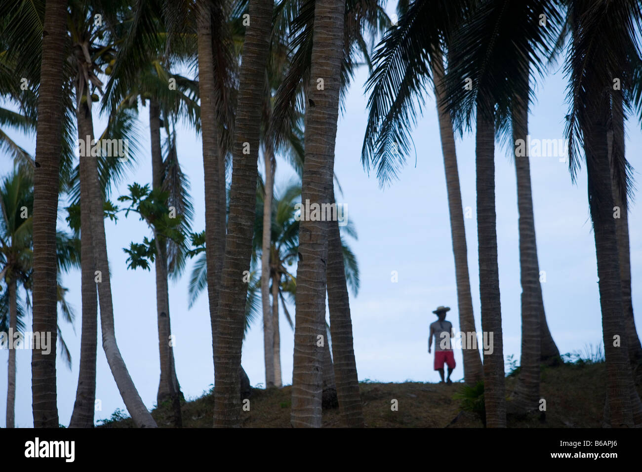 Coconut plantation philippines hires stock photography and images Alamy