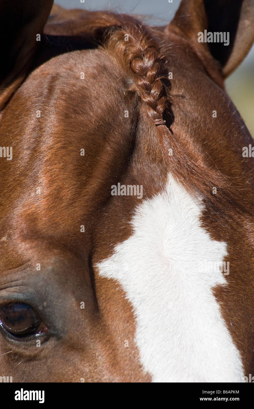 Braided forelock of Quarter Horse Stock Photo