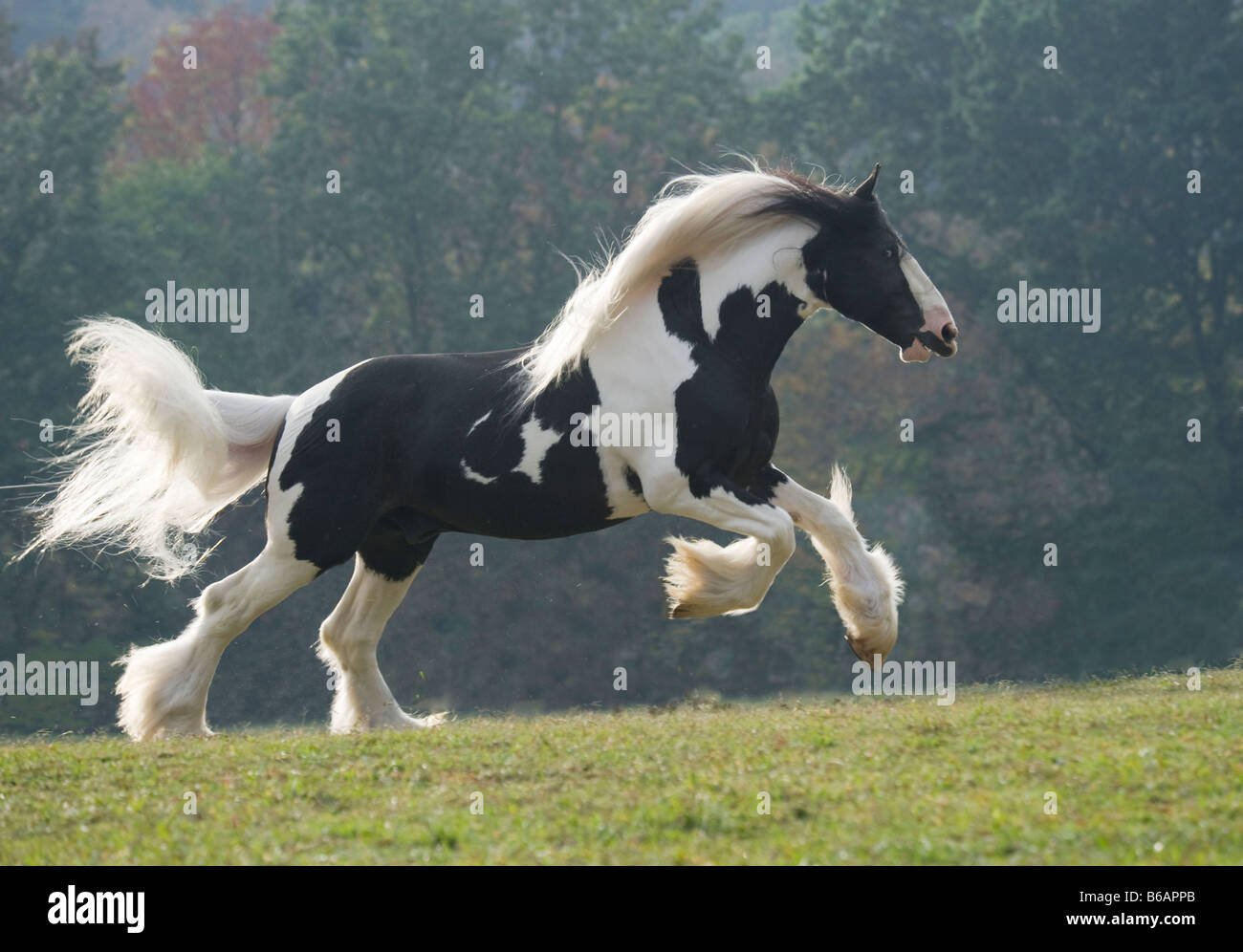 Drum Horse stallion Stock Photo