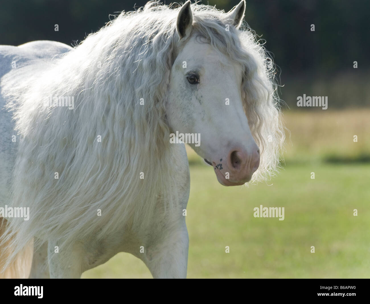 Gypsy Vanner Horse stallion Stock Photo