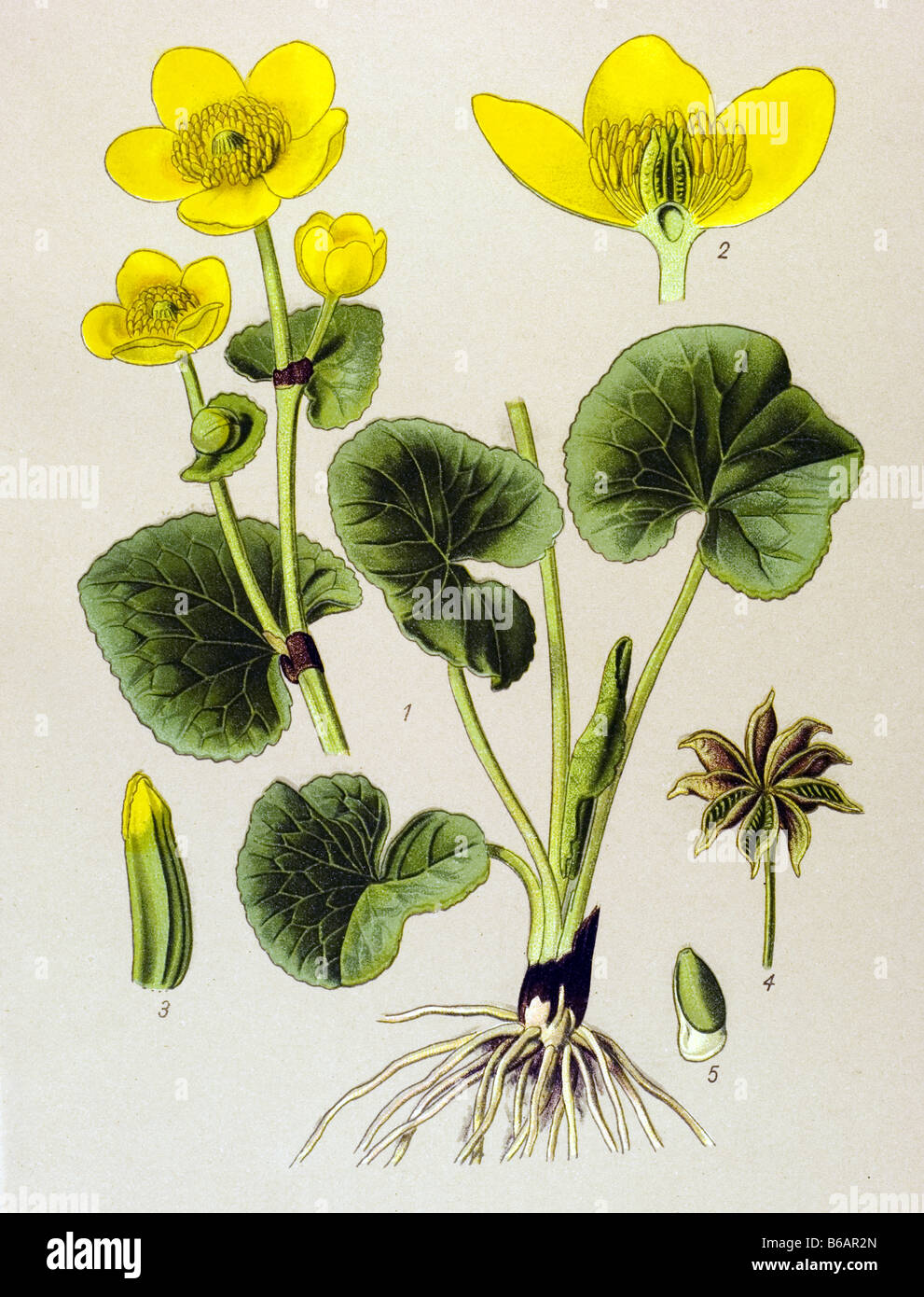 Kingcup, Caltha palustris, poisonous plants illustrations Stock Photo