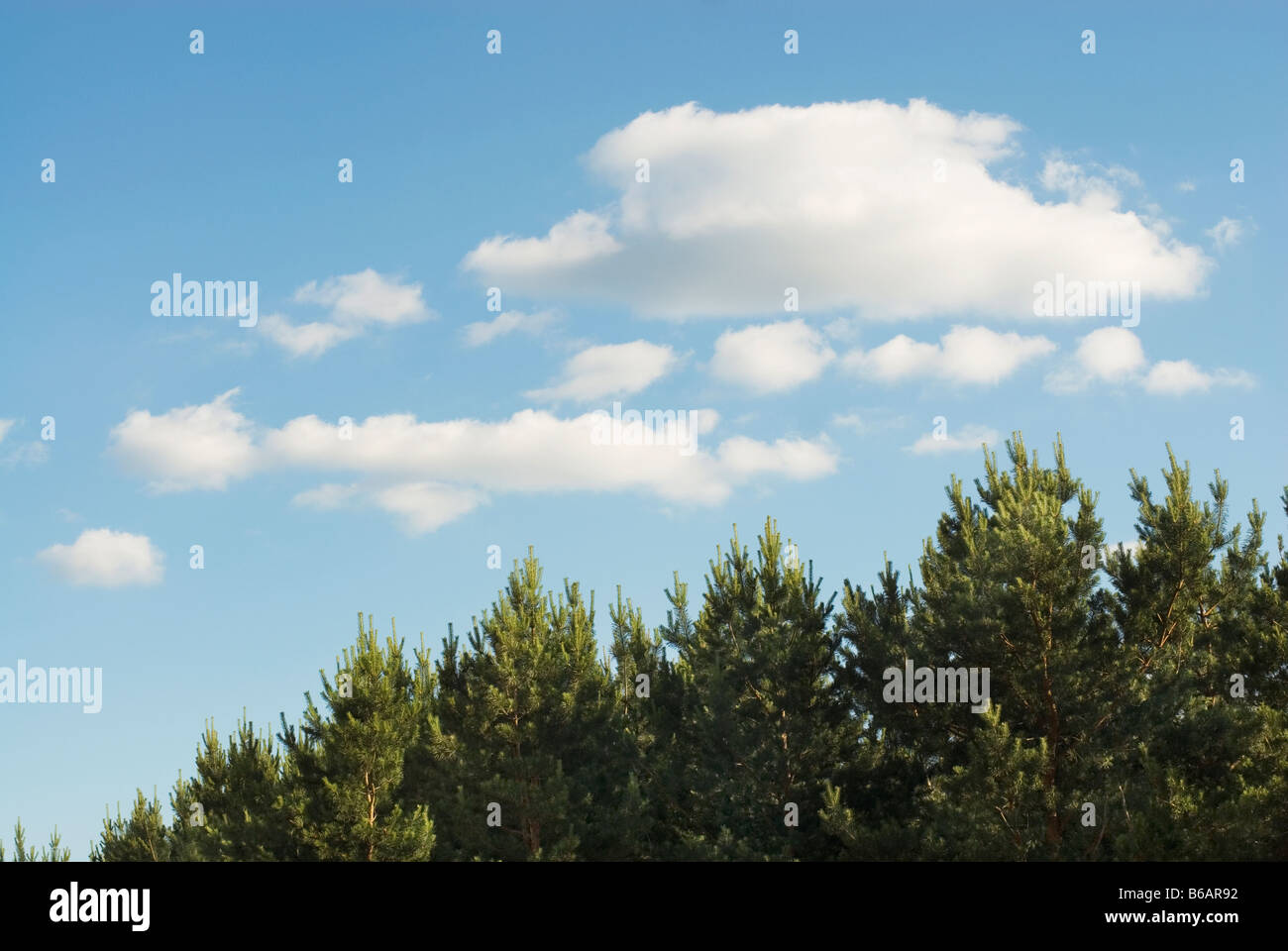 Trees and blue sky with clouds Stock Photo - Alamy