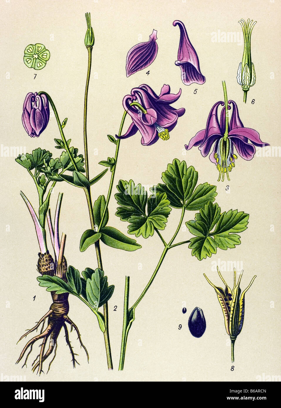 European Columbine, Aquilegia vulgaris, poisonous plants illustrations Stock Photo