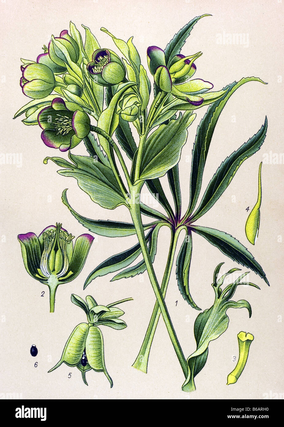Stinking hellebore, Helleborus foetidus, poisonous plants illustrations Stock Photo
