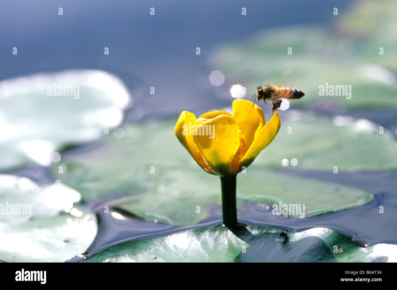Blooming water lily and flying bee Stock Photo - Alamy