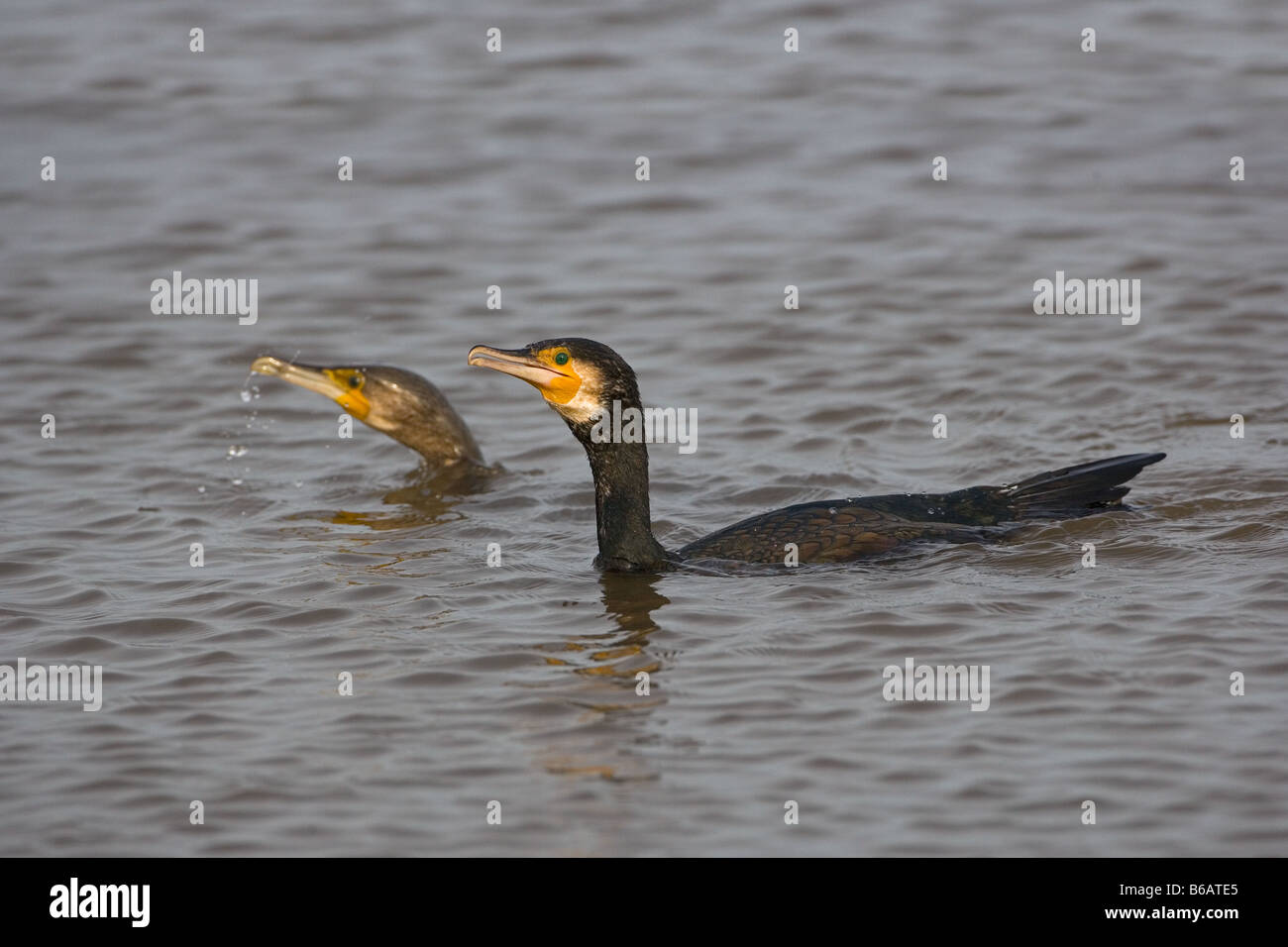Cormorants Phalacrocorax carbo fishing Stock Photo